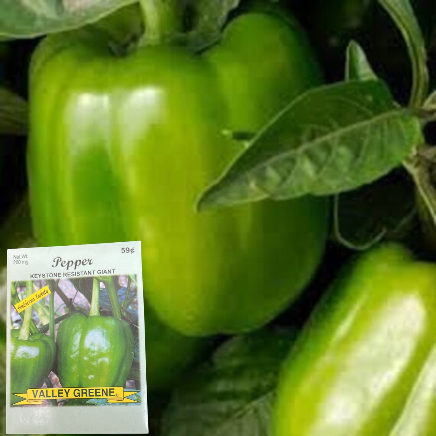Valley Greene 200mg Pepper Keystone Resistant Giant
