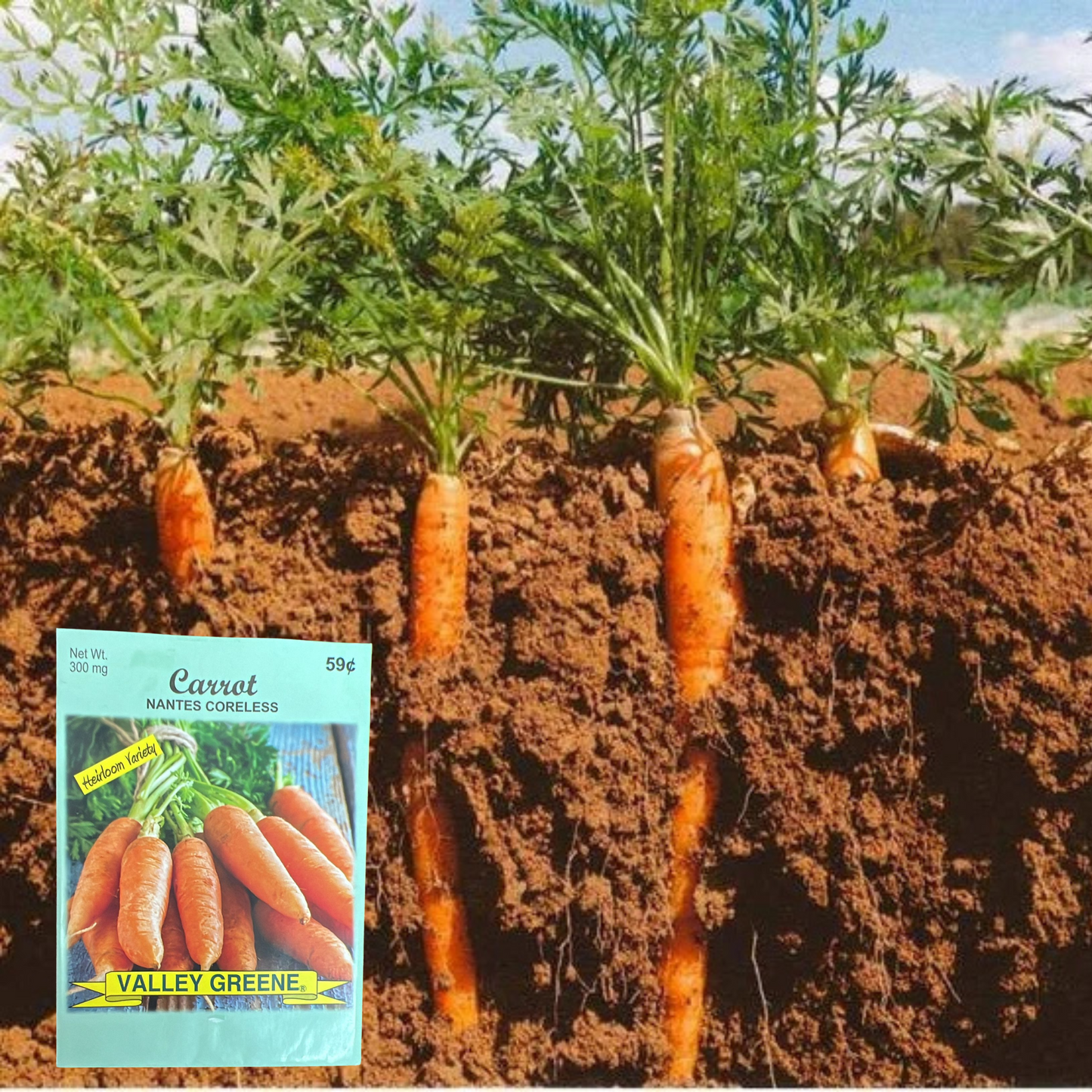 Valley Greene 300mg Carrot Nantes Coreless Seeds : 2CT
