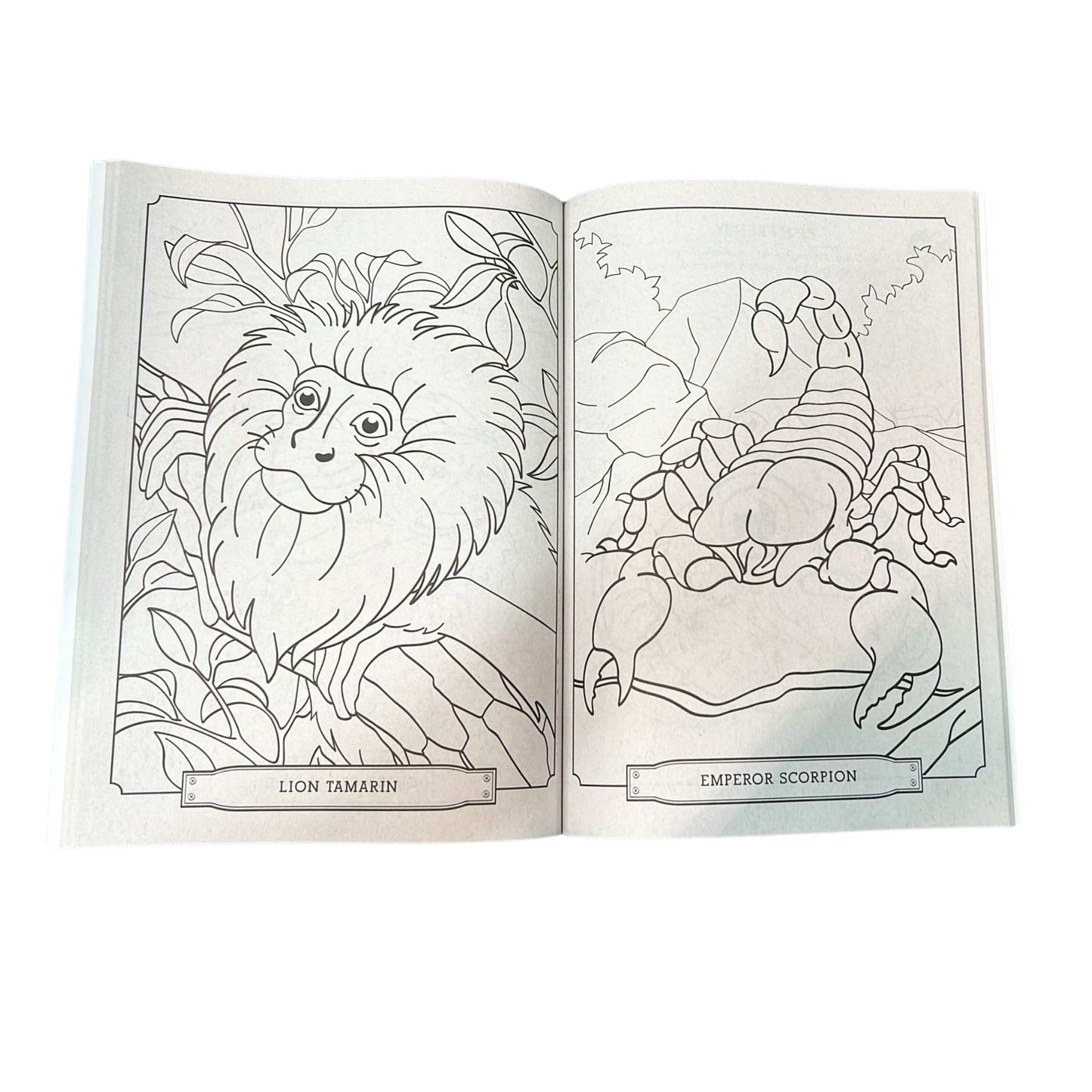 Wild Animal Kingdom Coloring & Activity Book – Kids Ages 4 to 8 Fun Learning Adventure Book