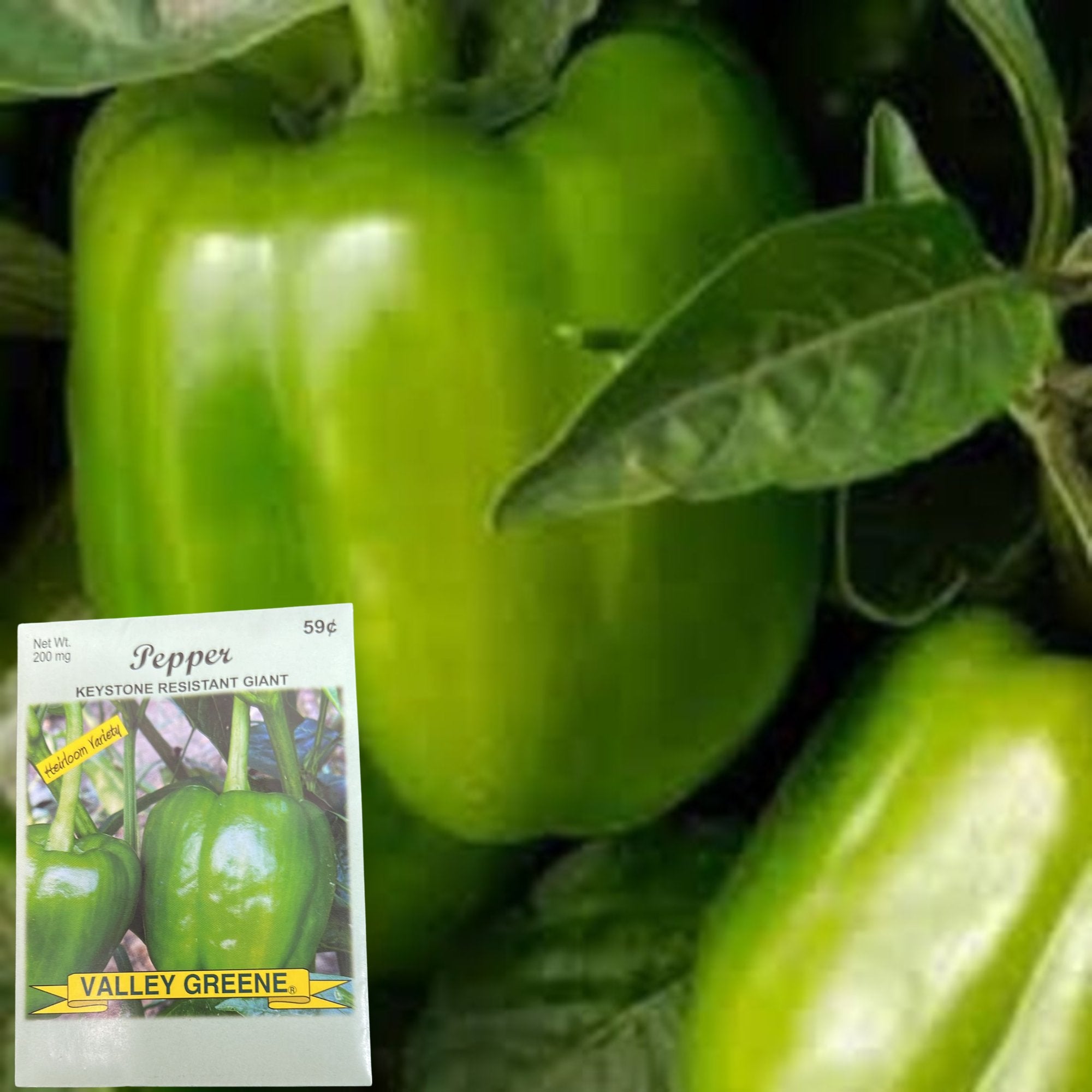 Valley Greene 200mg Pepper Keystone Resistant Giant:2 Pack Seeds size and feature image
