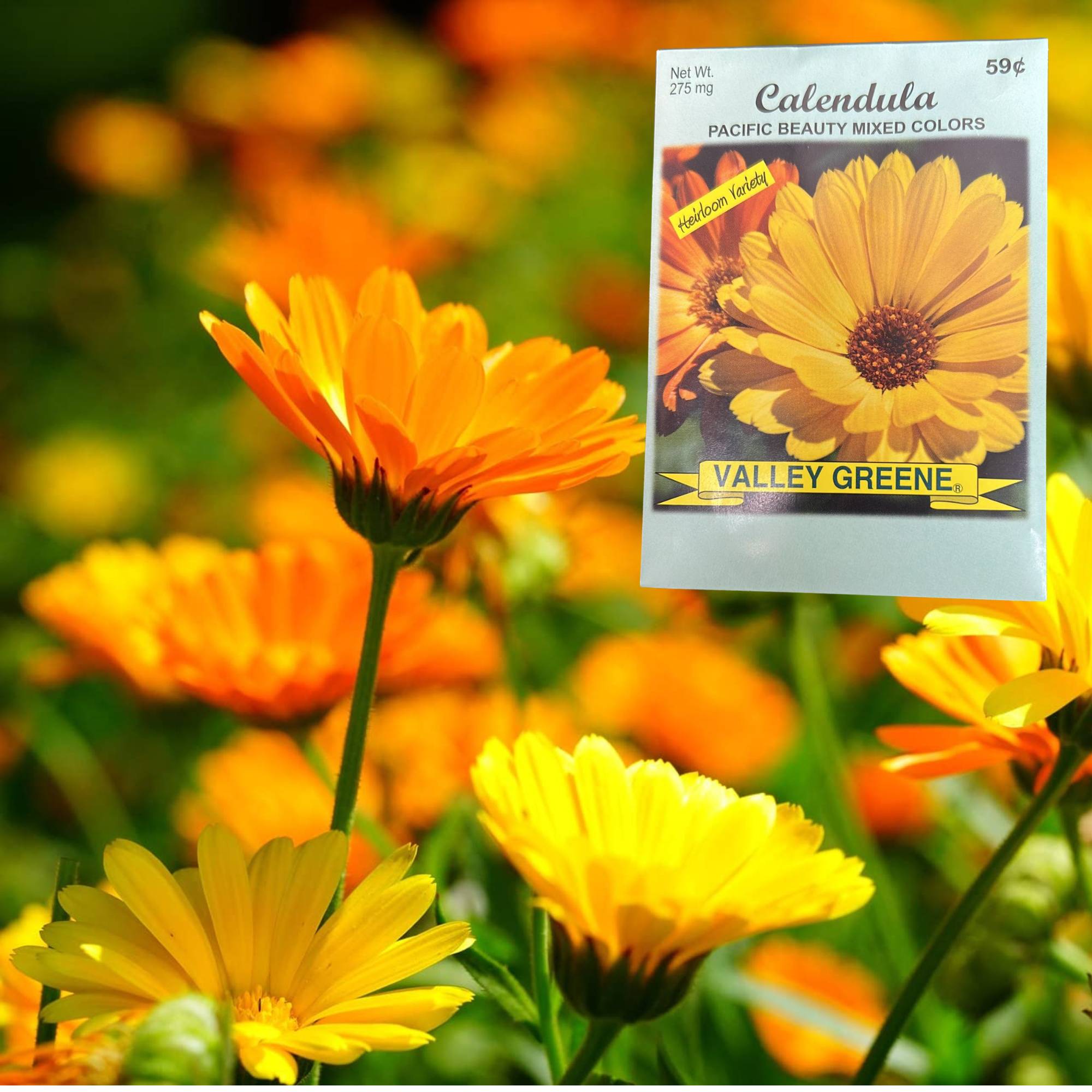 Valley Greene 275mg Calendula Pacific Beauty Seeds:2 Pack size and feature image