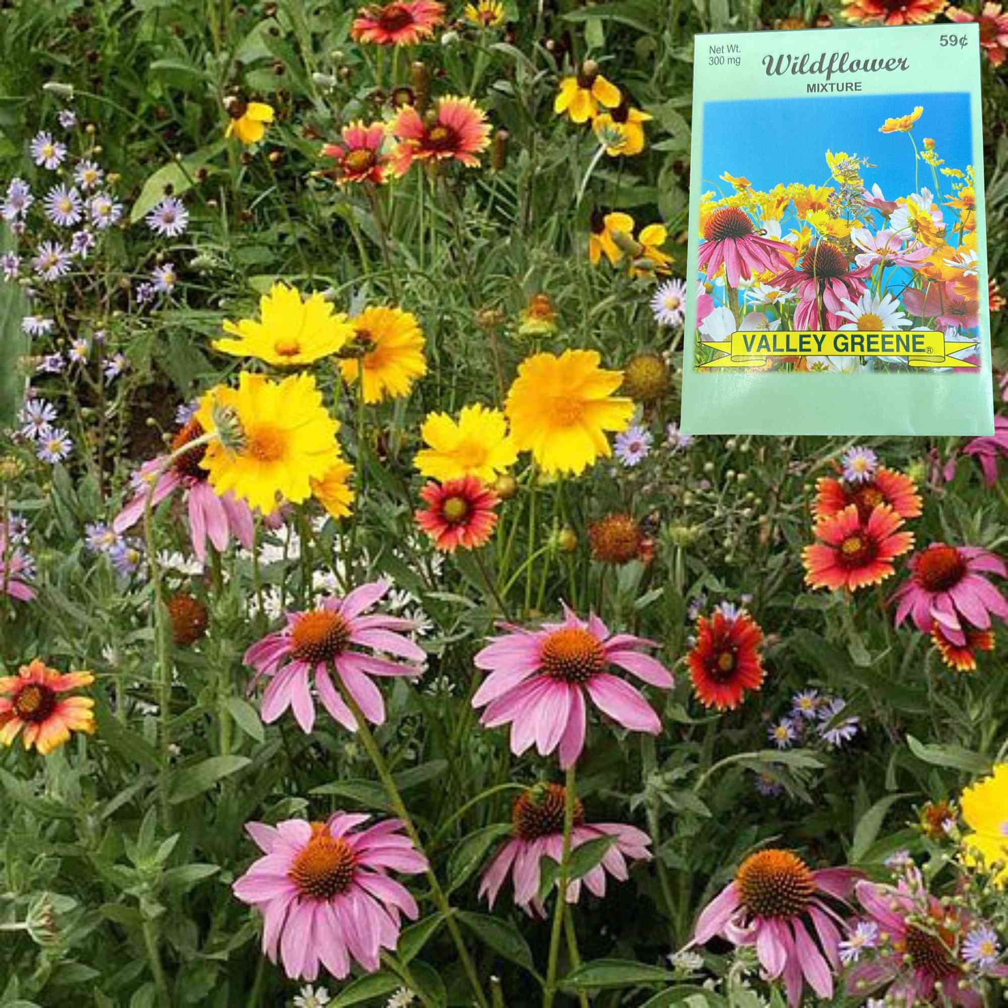 Valley Greene 300mg Wildflower Seed Mix:2 Pack Seeds size and feature image