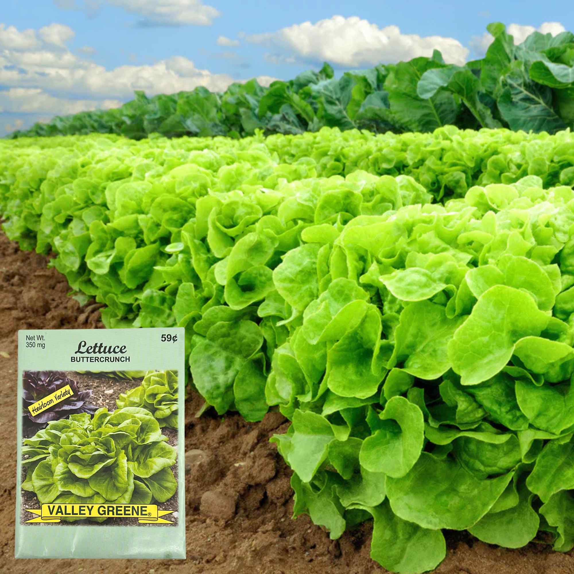 Valley Greene 350g Lettuce Buttercrunch Seeds: 2 Pack product detail image
