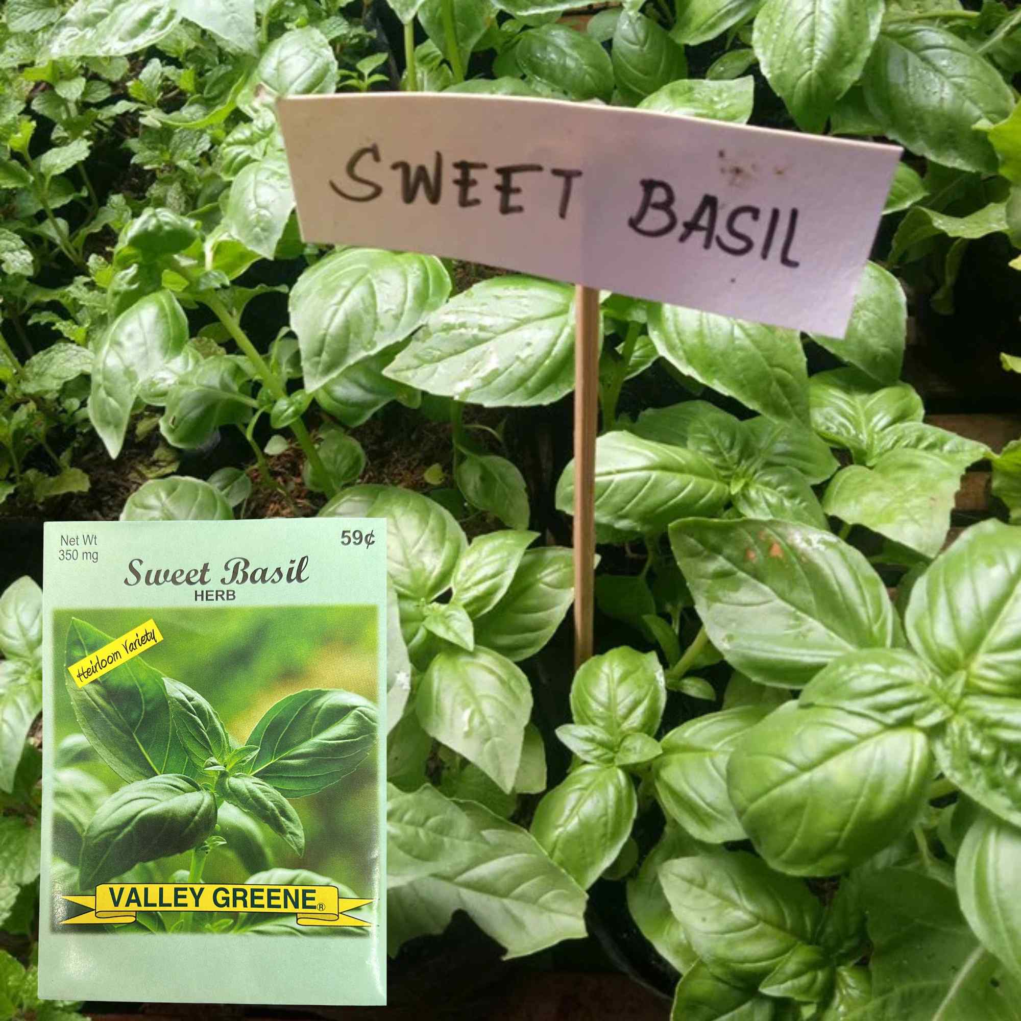 Valley Greene 350g Little Marvel Sweet Basil Seeds: 2 Pack product detail image