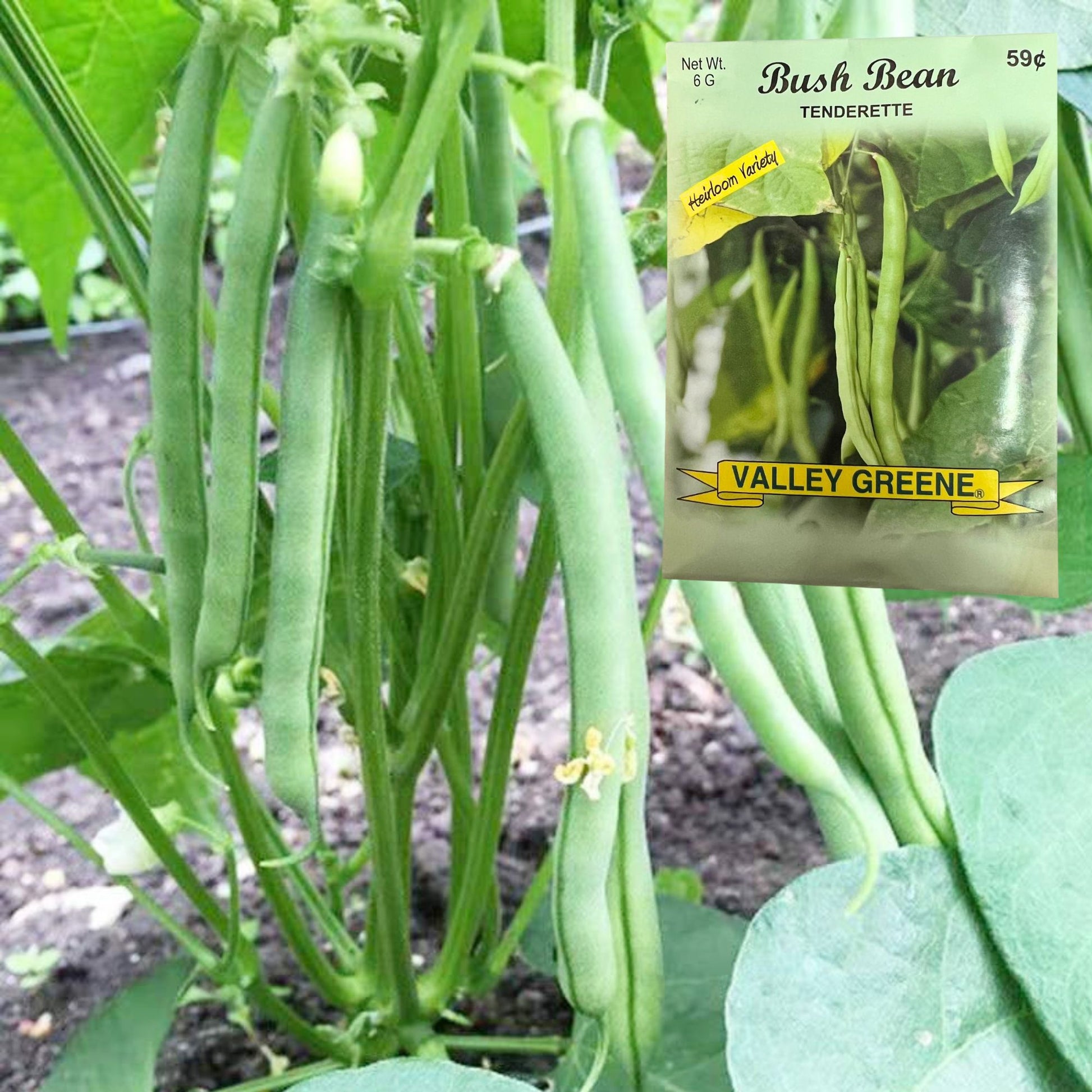Green bush beans growing in a garden with Valley Greene seed packet overlay.