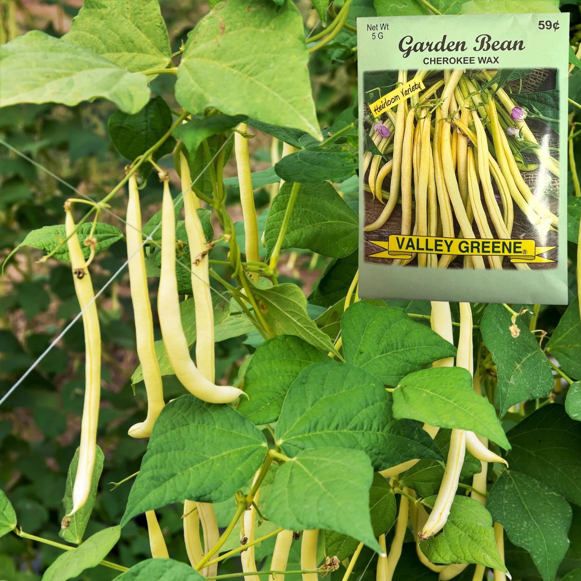 Garden beans growing on a plant with a Valley Greene seed packet overlay.