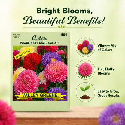 Aster Powderpuff 140mg Heirloom Seeds Easy Grow Flowers