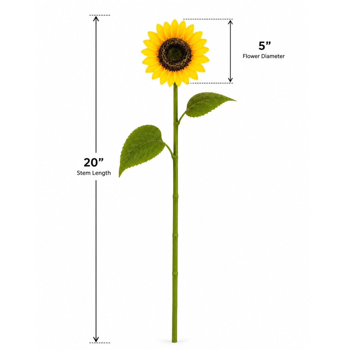 Measurement chart of a sunflower with stem length and flower diameter indicated.