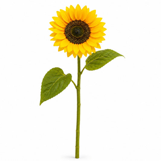 Single sunflower with a green stem on a white background