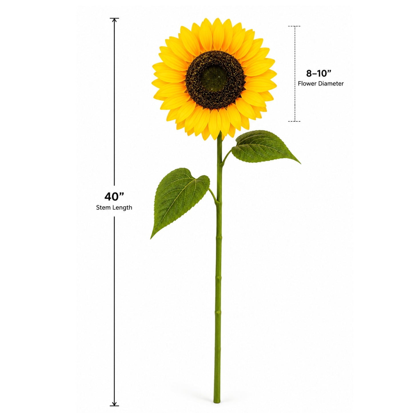 Sunflower with measurements on a white background