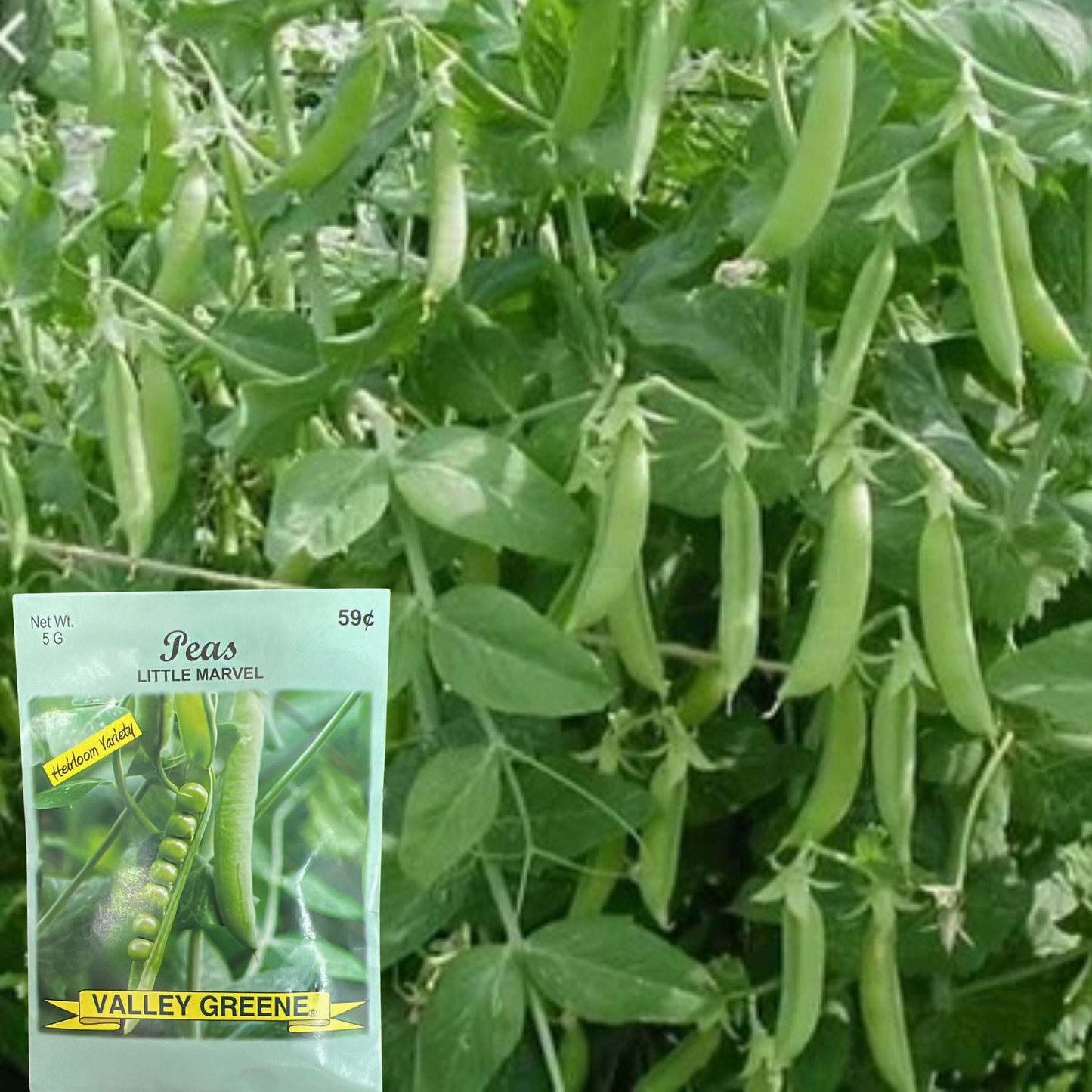 Valley Greene 5g Little Marvel Pea Heirloom Variety Seeds: 2CT