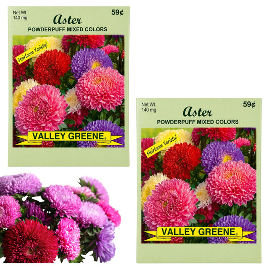 Valley Greene Aster Powderpuff Mixed Colors seed packets with flowers.