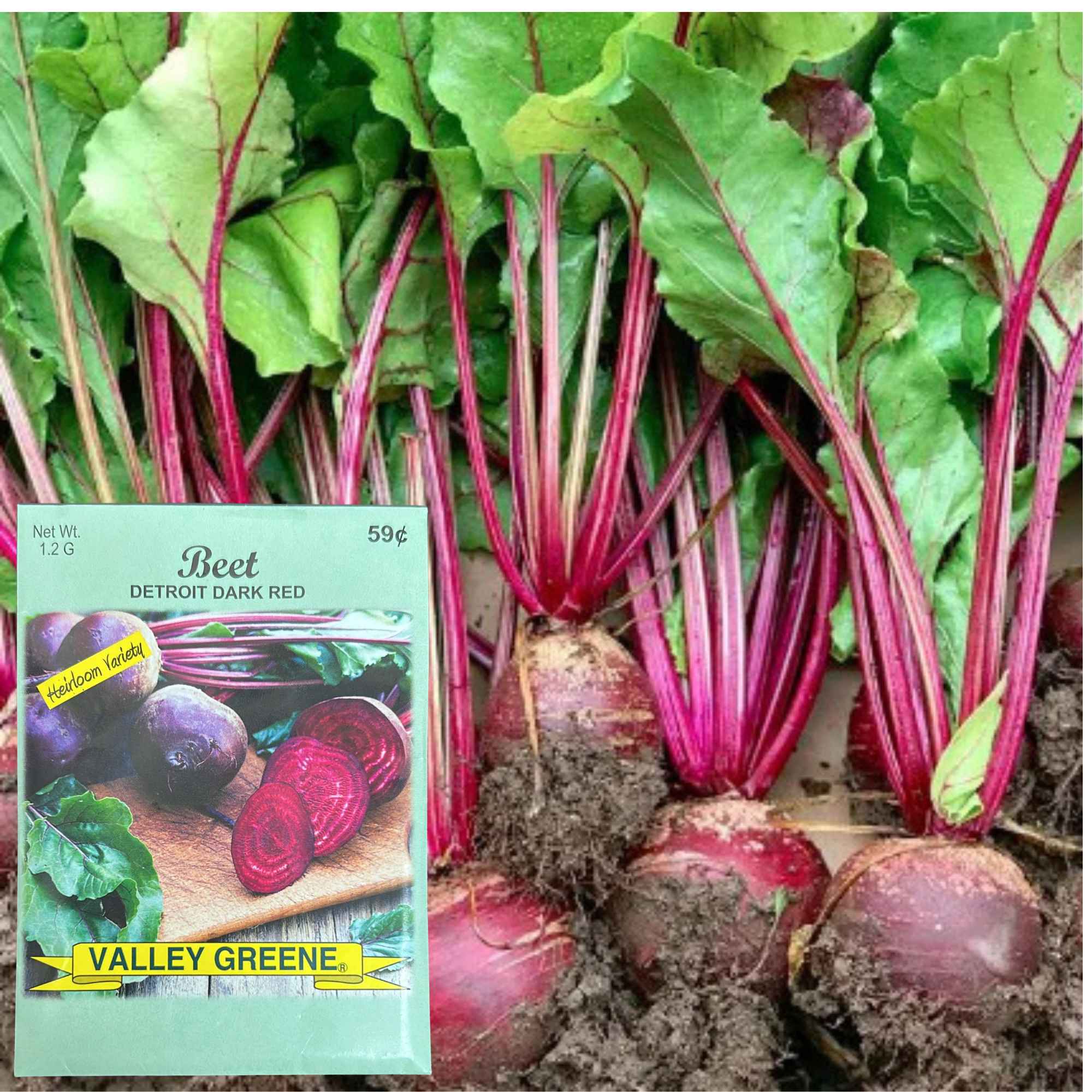 Valley Greene 1.2g Beet Detroit Seeds : 2 Pack product detail image