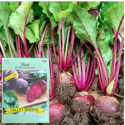 Valley Greene 1.2g Beet Detroit Seeds