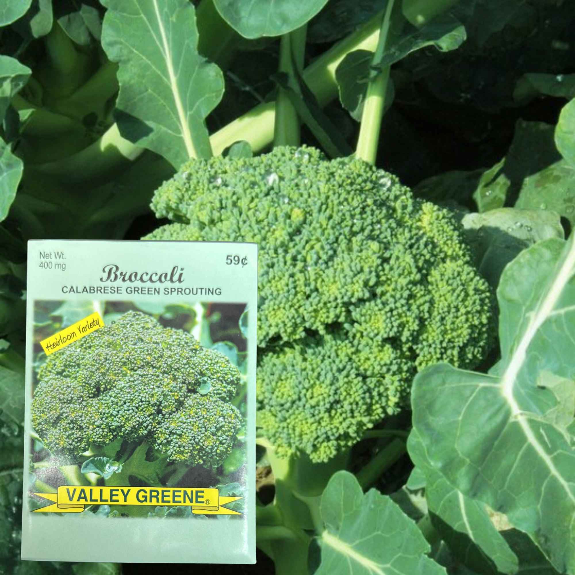 Valley Greene 400mg Broccoli Seeds – Calabrese Green Sprouting: 2 Pack product detail image