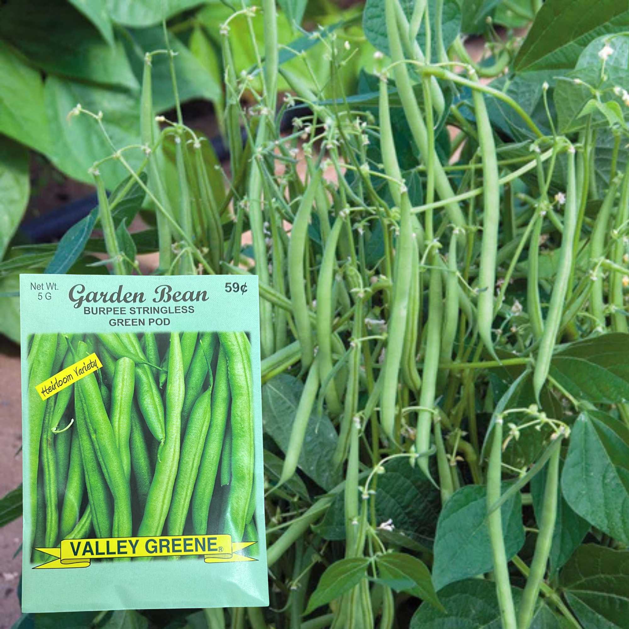 Valley Greene 5G Garden Bean Burpee Stringless Green Pod Seed : 2 Pack Seeds product detail image