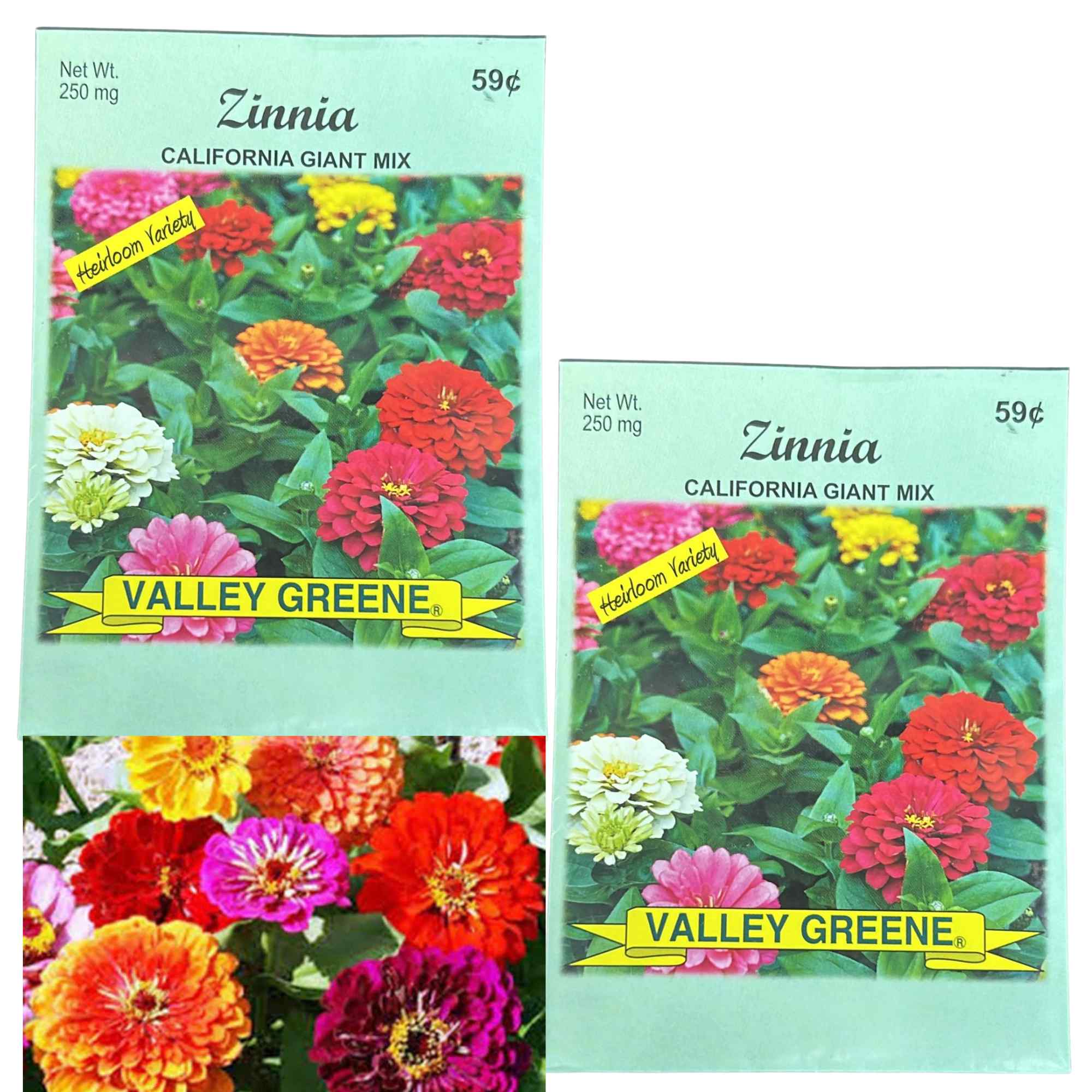 Valley Greene 250mg Zinnia Seeds – California Giant Mix: 2 Pack main product image