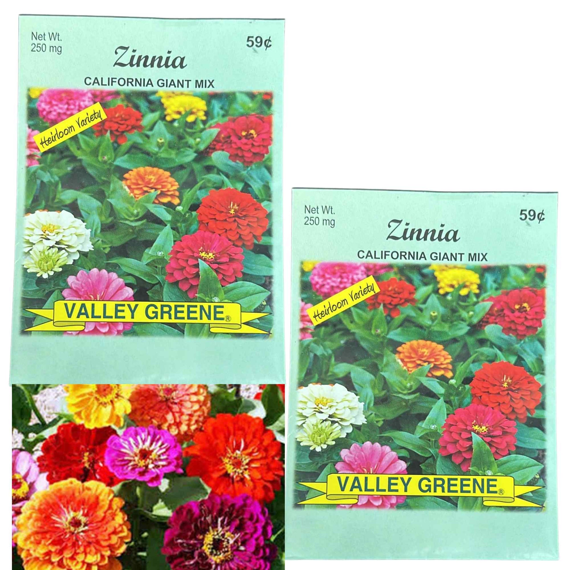 Valley Greene 250mg Zinnia Seeds – California Giant Mix