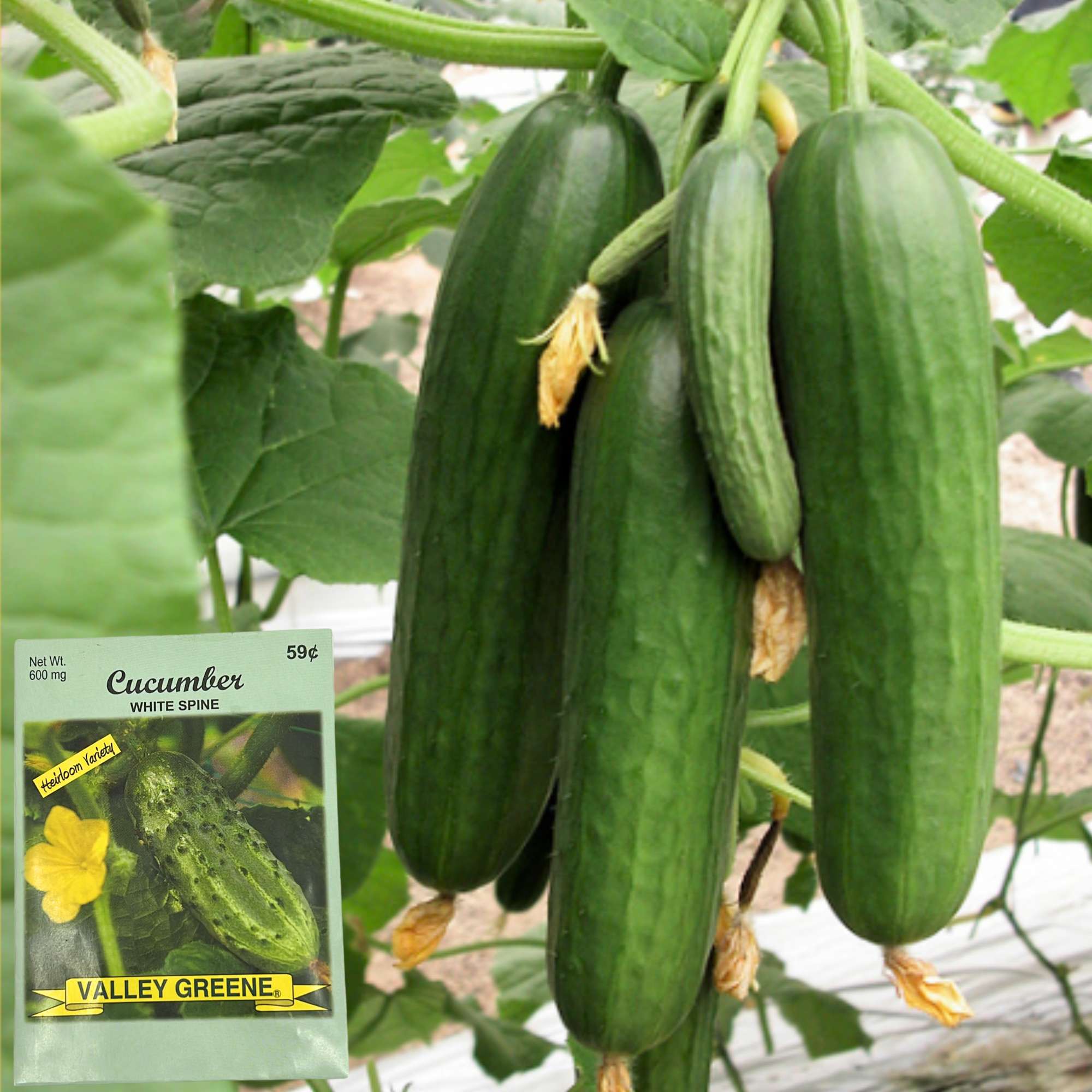 Valley Greene 600g Cucumber White Spine Seeds: 2 Pack product detail image