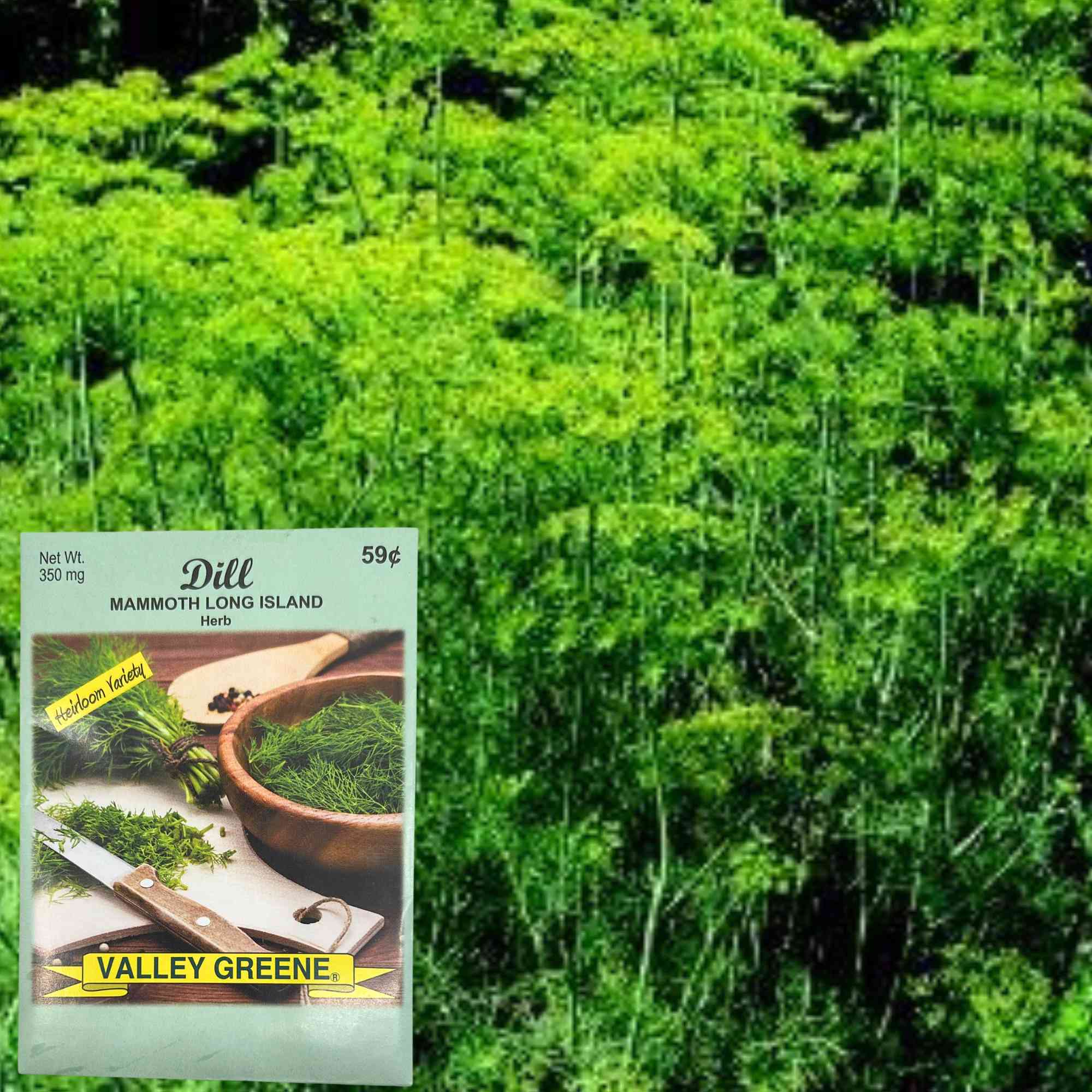 Valley Greene 350g Dill Mammoth Long Island Seeds: 2 Pack product detail image