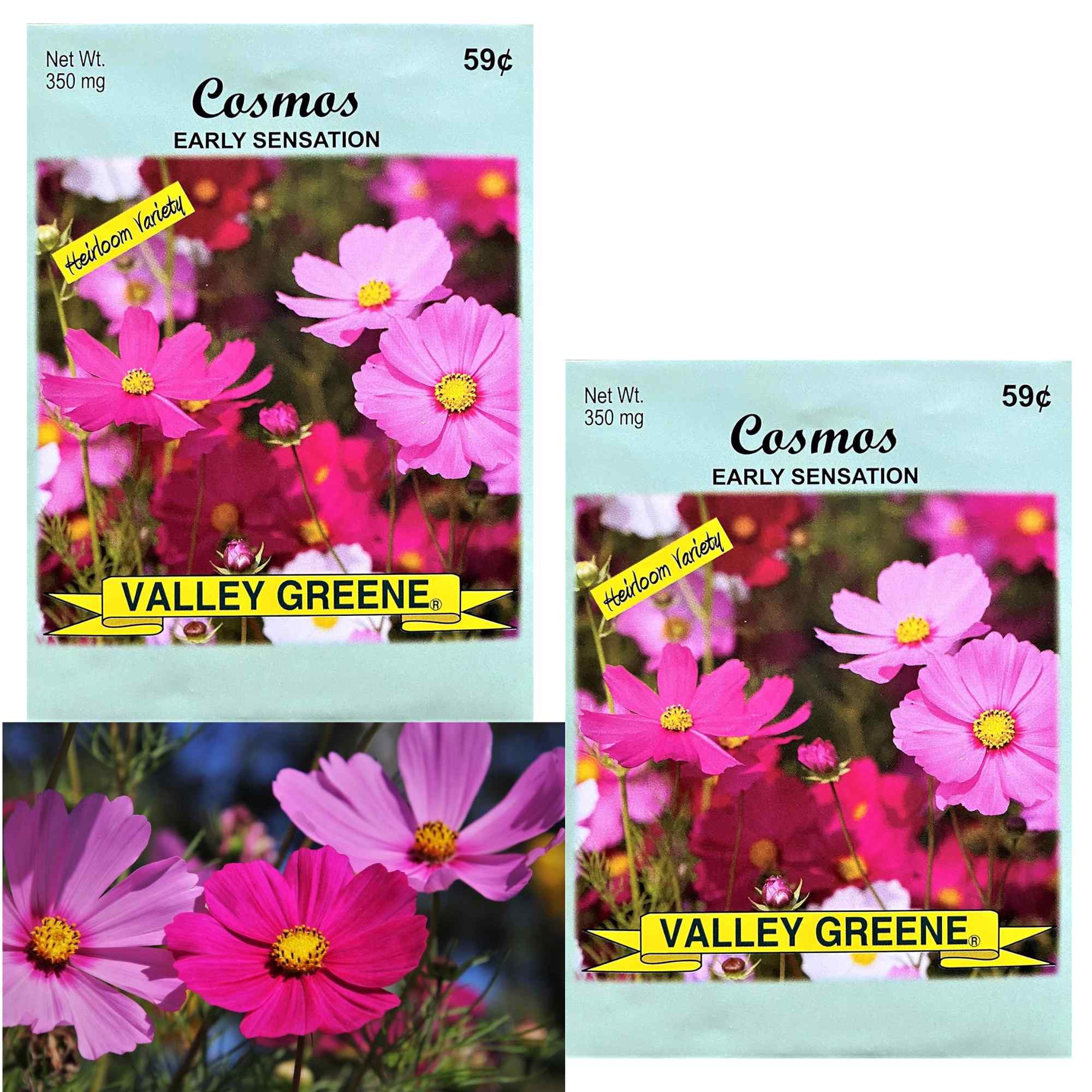 Valley Greene 350mg Cosmos Seeds – Early Sensation: 2 Pack main product image
