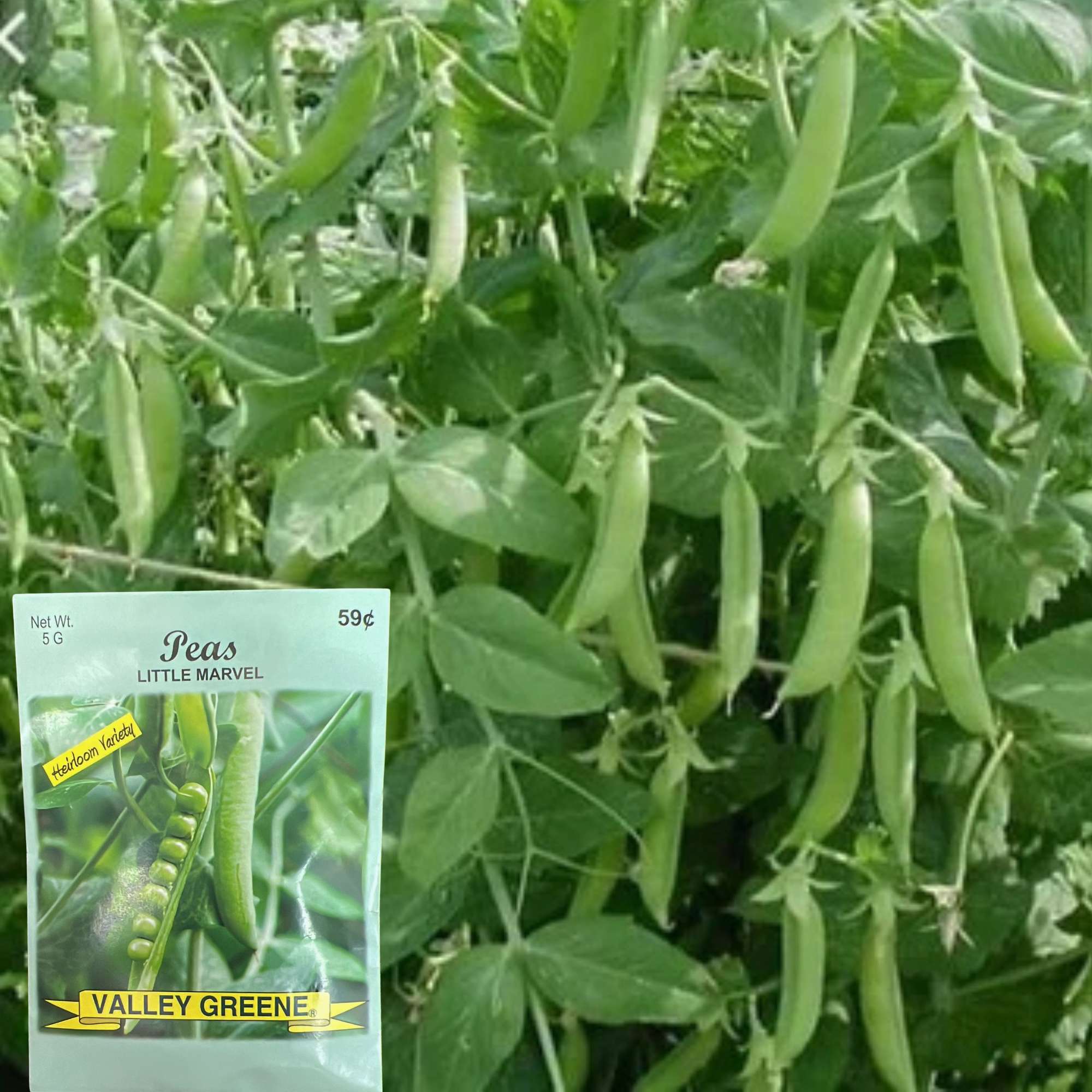 Valley Greene 5g Little Marvel Pea Heirloom Variety Seeds: 2 Pack product detail image