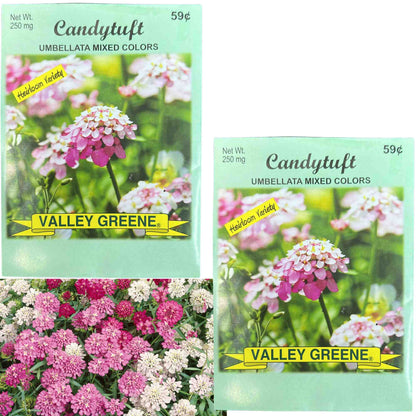 Valley Greene 250mg Candytuft Umbellata Mixed Colors Seeds