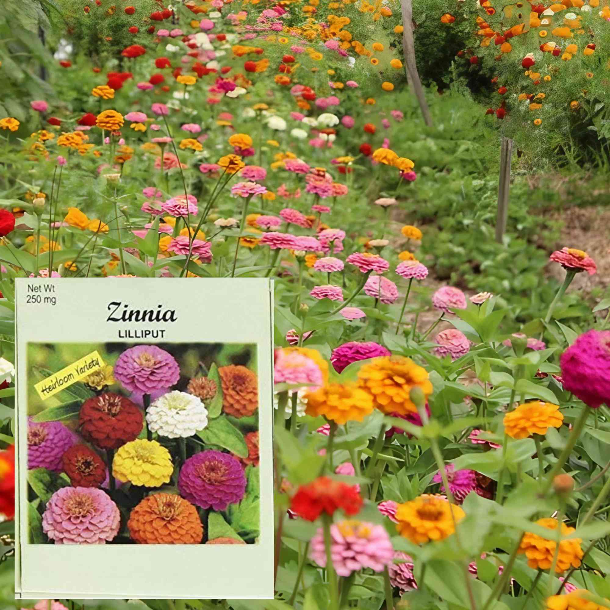 Valley Greene 250mg Zinnia Seeds – Lilliput Mix: 2 Pack product detail image