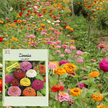 Valley Greene 250mg Zinnia Seeds – Lilliput Mix
