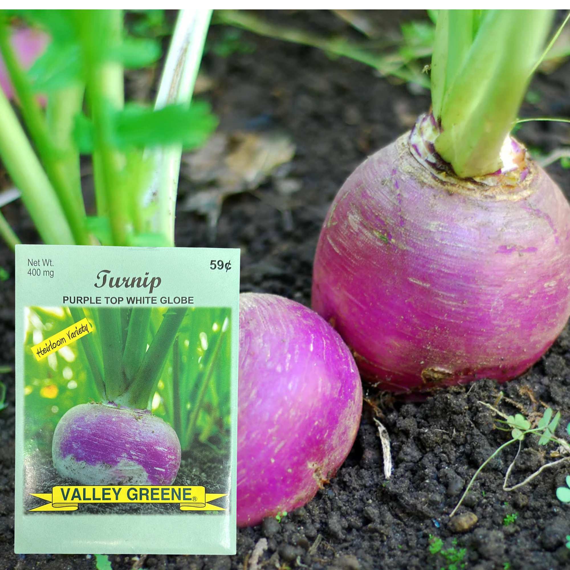 Valley Greene 400mg Turnip Seeds. Purple Top White Globe Variety : 2 Pack product detail image