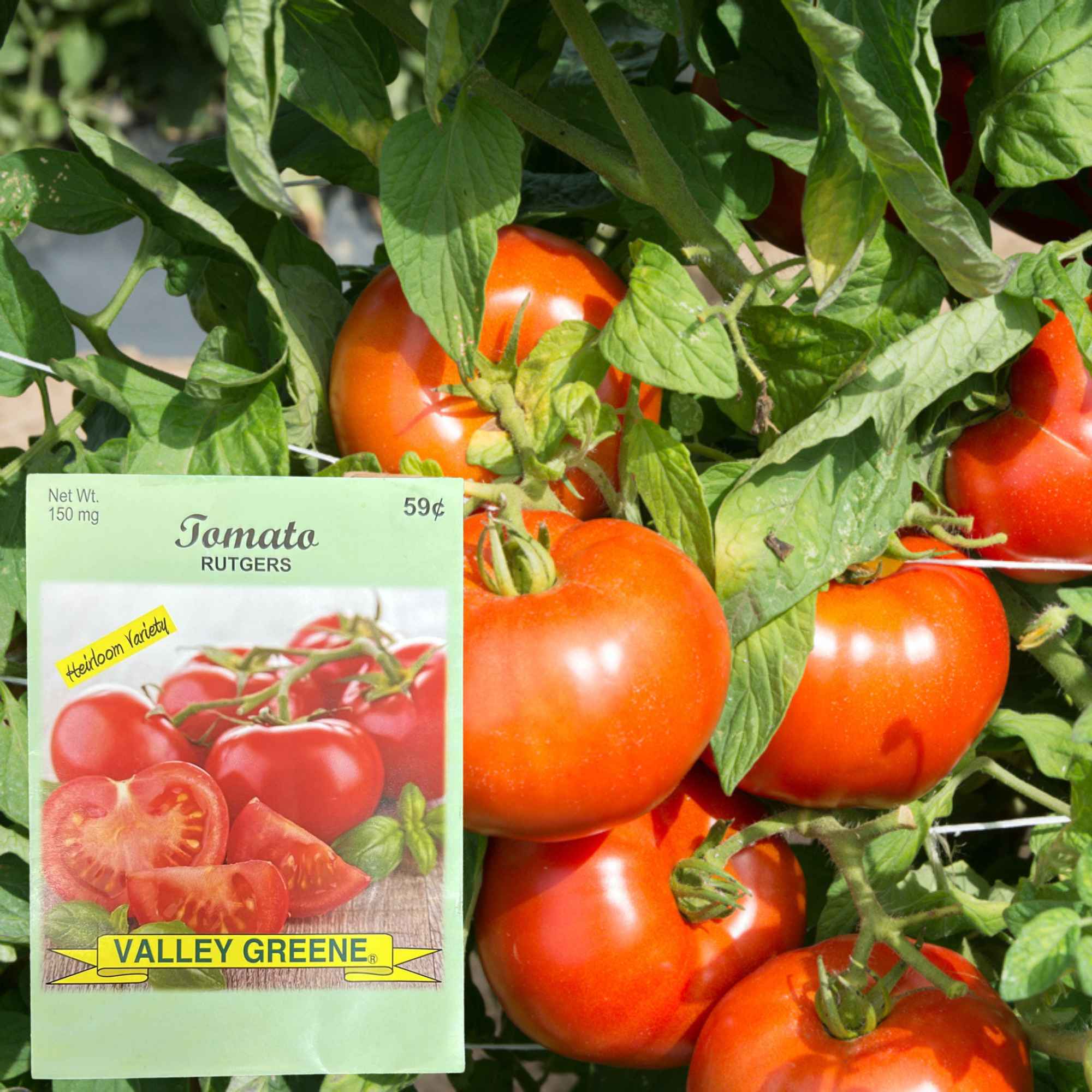 Valley Greene 150mg Tomato Rutgers Seeds: 2 Pack product detail image