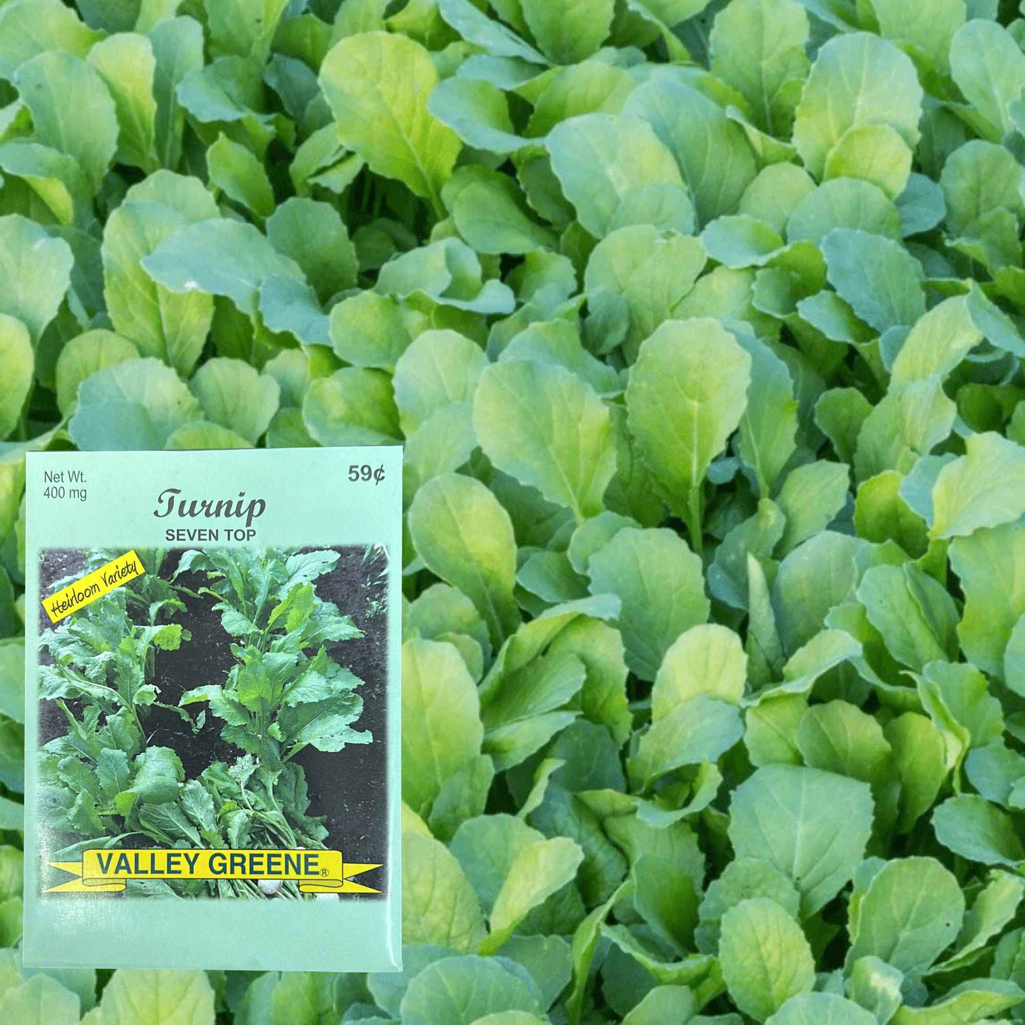 Valley Greene 400mg Turnip Seven Top Seeds: 2 Pack product detail image