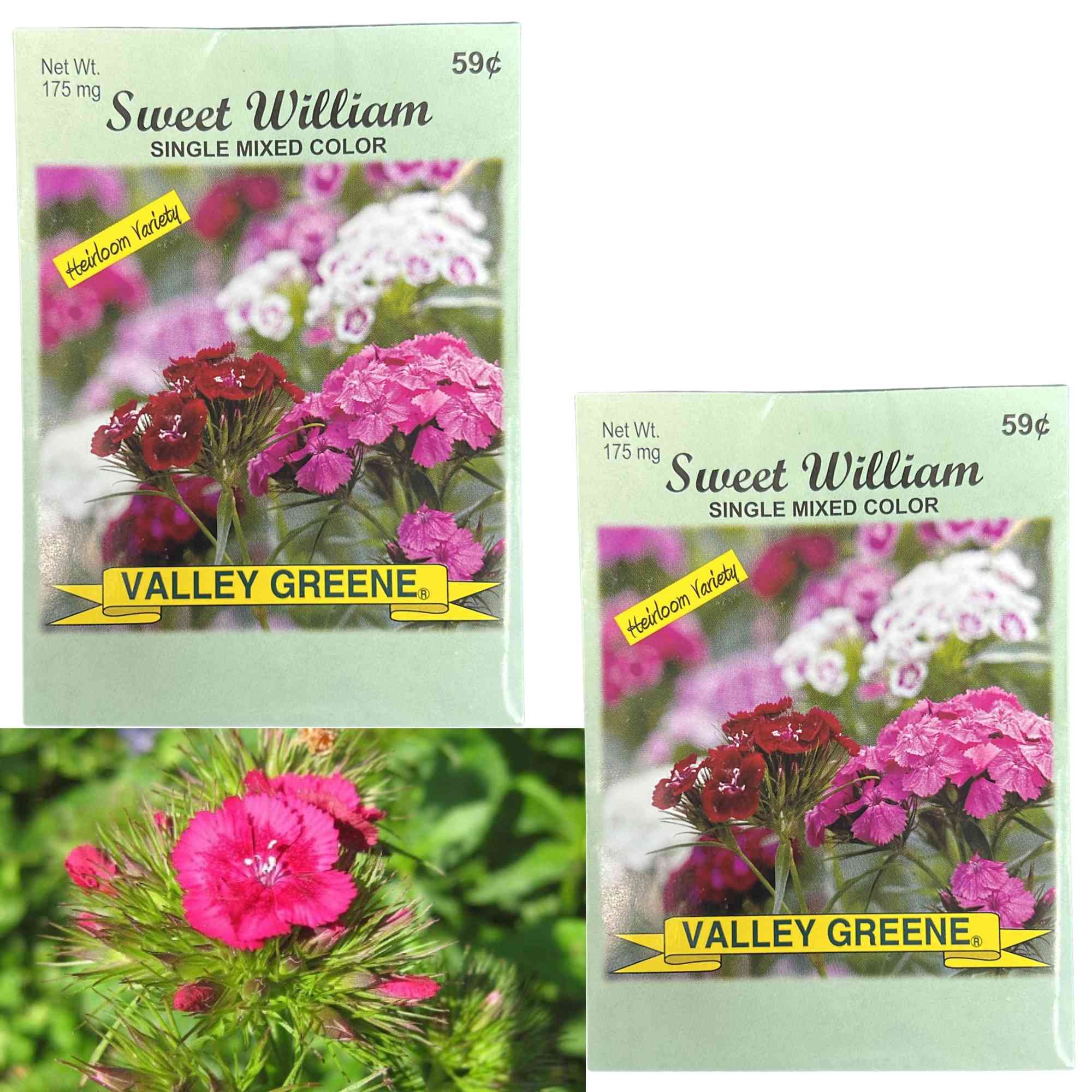 Valley Greene 175mg Sweet William Seeds–Single Color: 2 Pack main product image