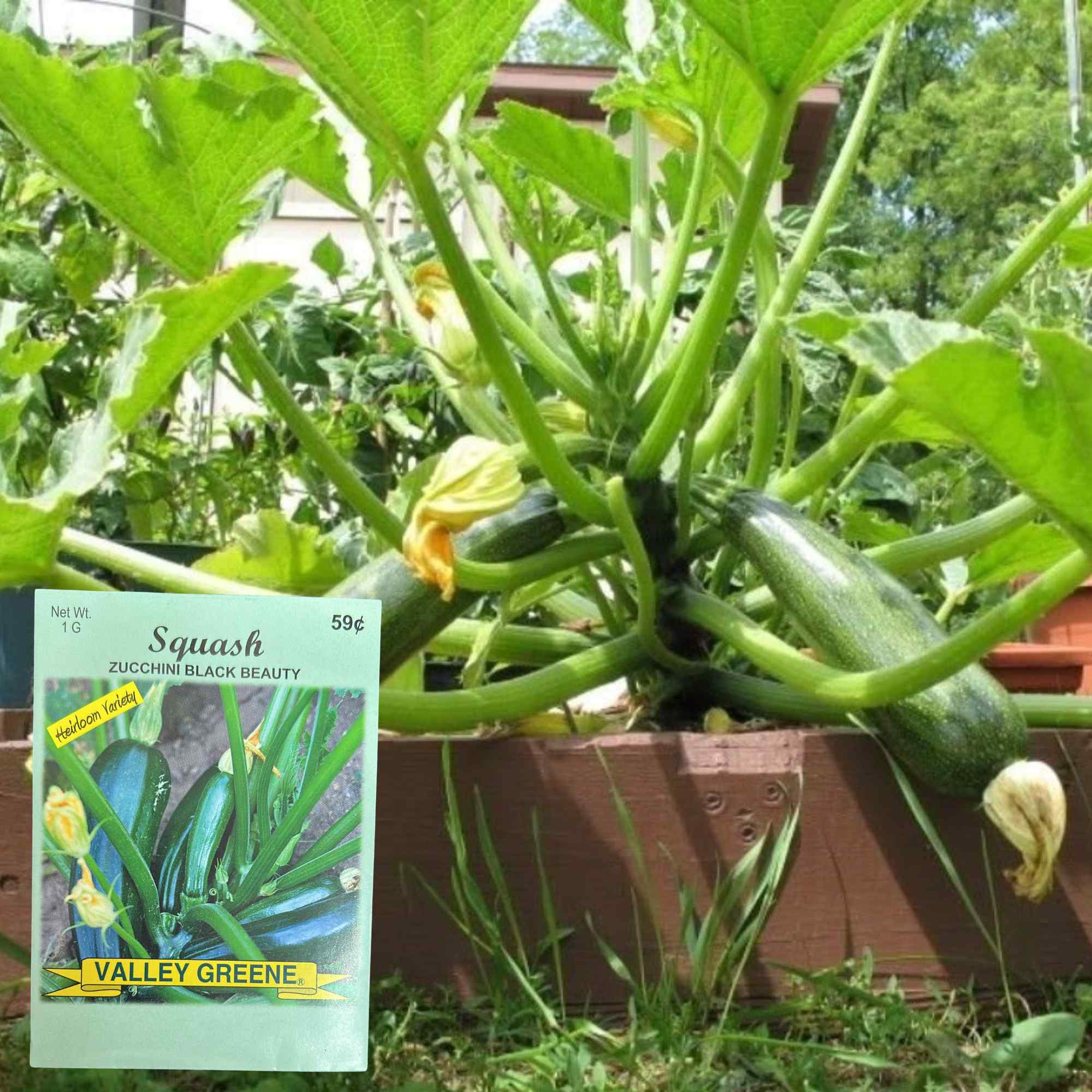 Valley Greene 1g Squash Zucchini Black Beauty Seeds: 2 Pack product detail image