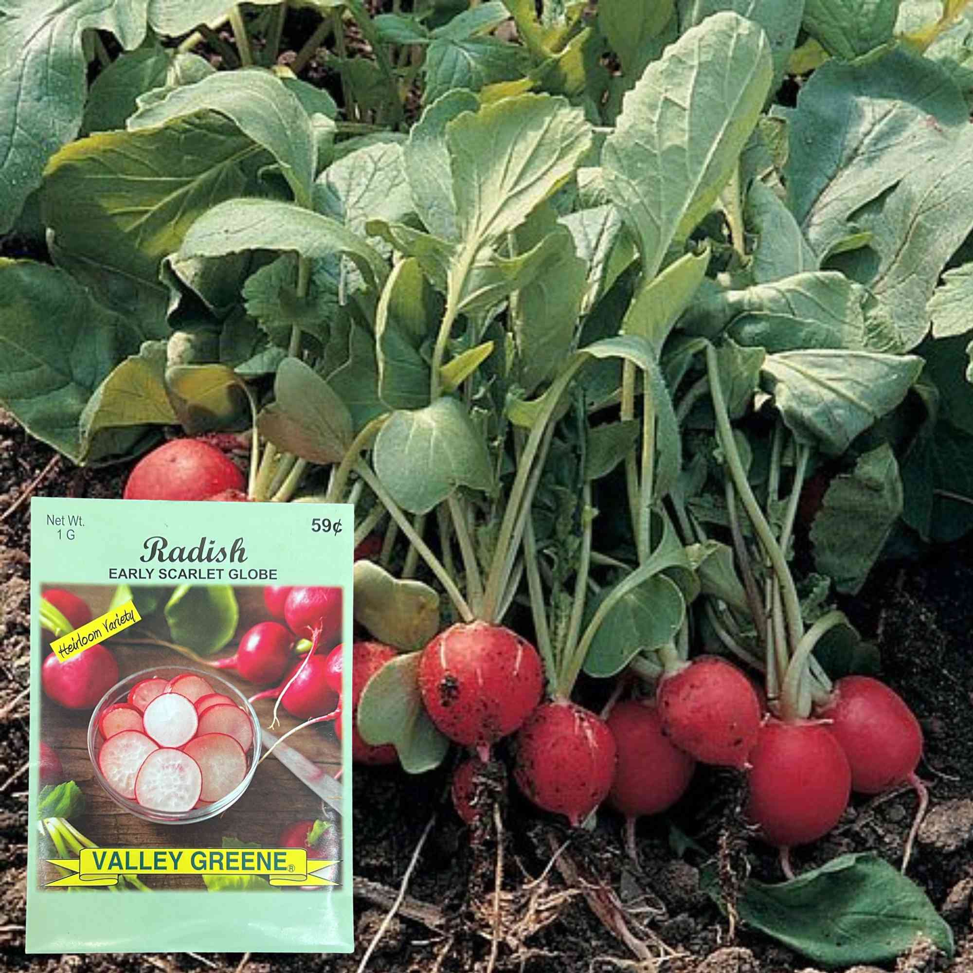 Valley Greene 1g Radish Early Scarlet Globe Seeds: 2 Pack product detail image