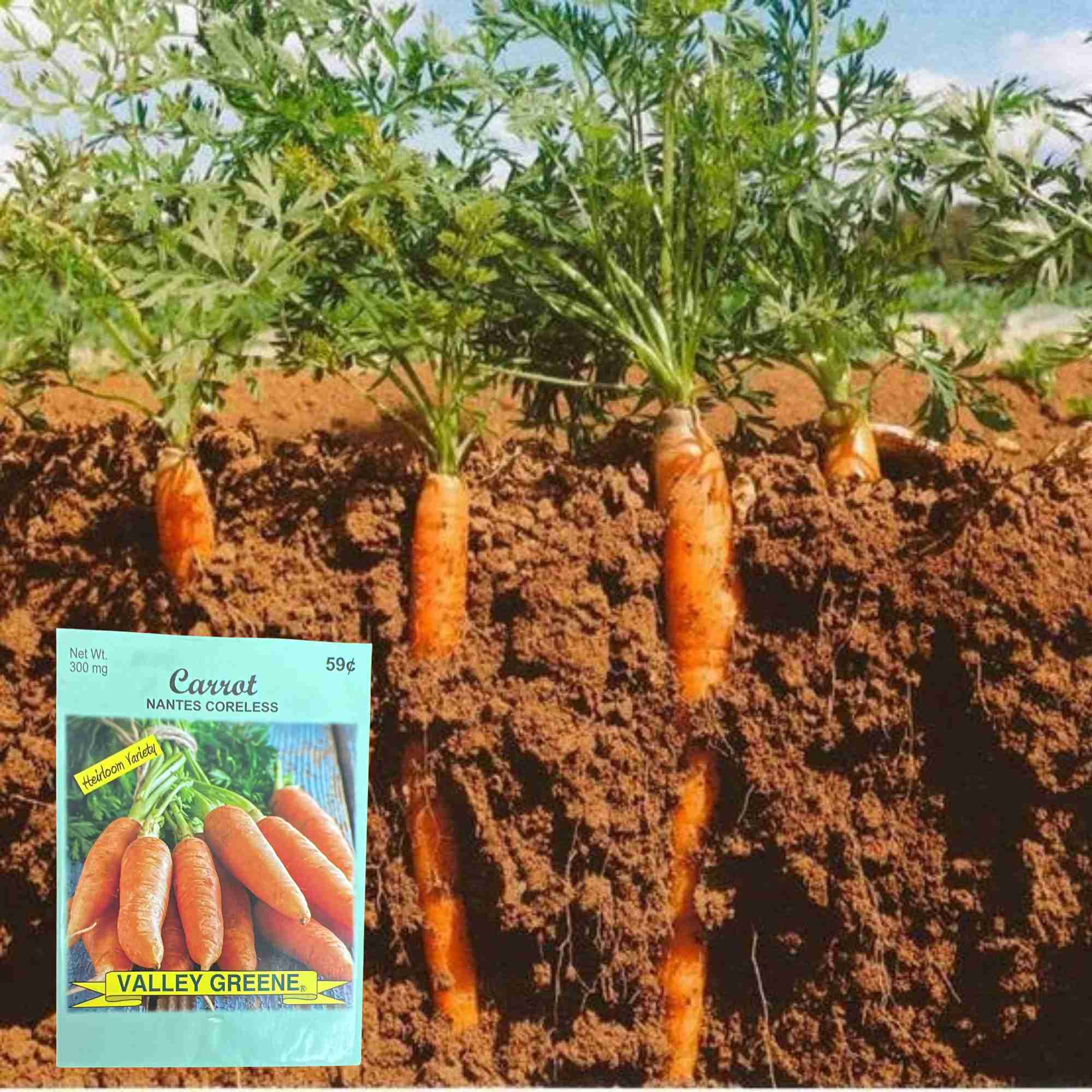 Valley Greene 300mg Carrot Nantes Coreless Seeds : 2 Pack product detail image