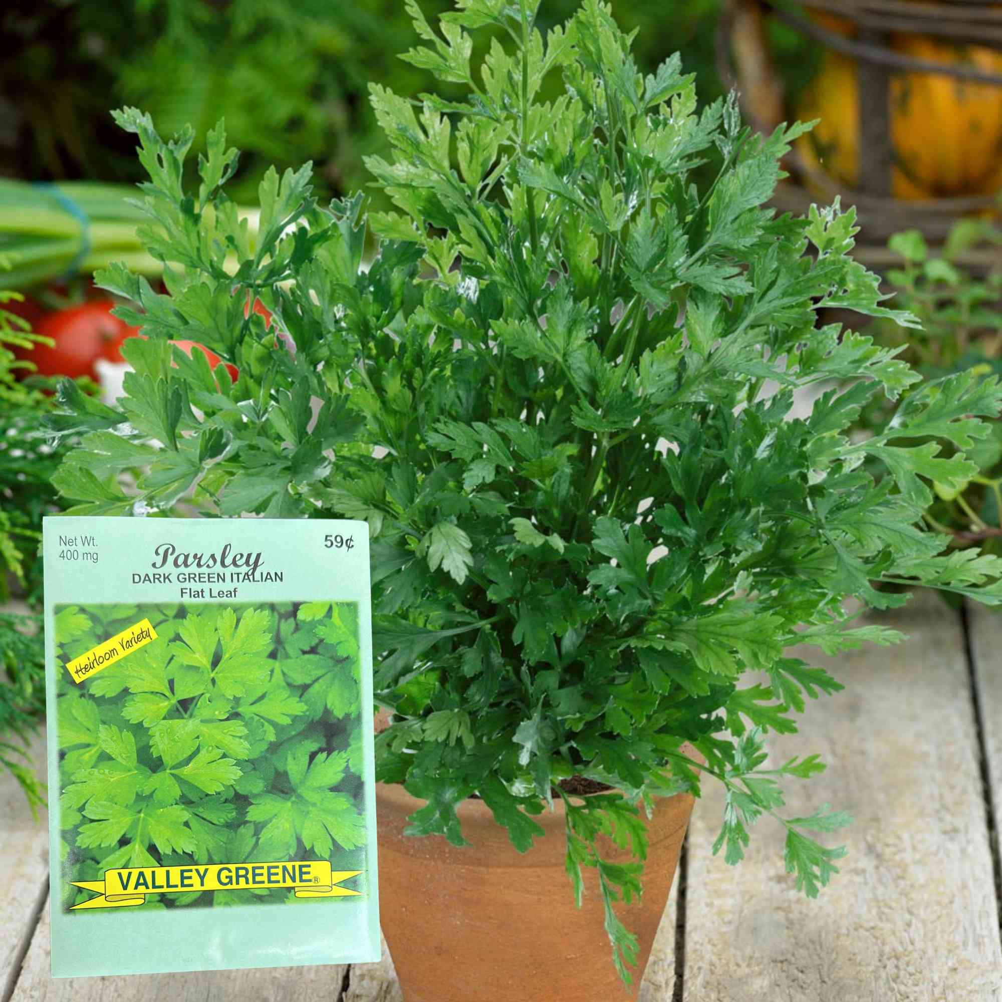 Valley Greene 400mg Parsley Italian Flat Leaf Seeds : 2 Pack product detail image