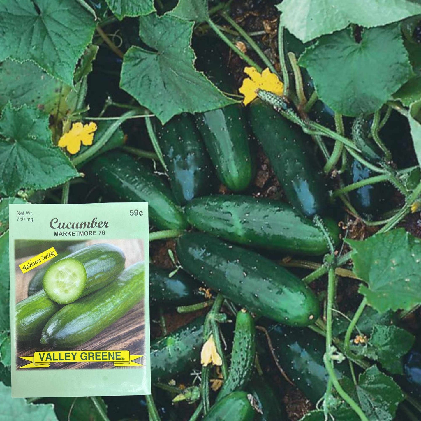 Valley Greene 750mg Cucumber Marketmore 76 Seeds: