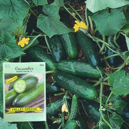 Valley Greene 750mg Cucumber Marketmore 76 Seeds: