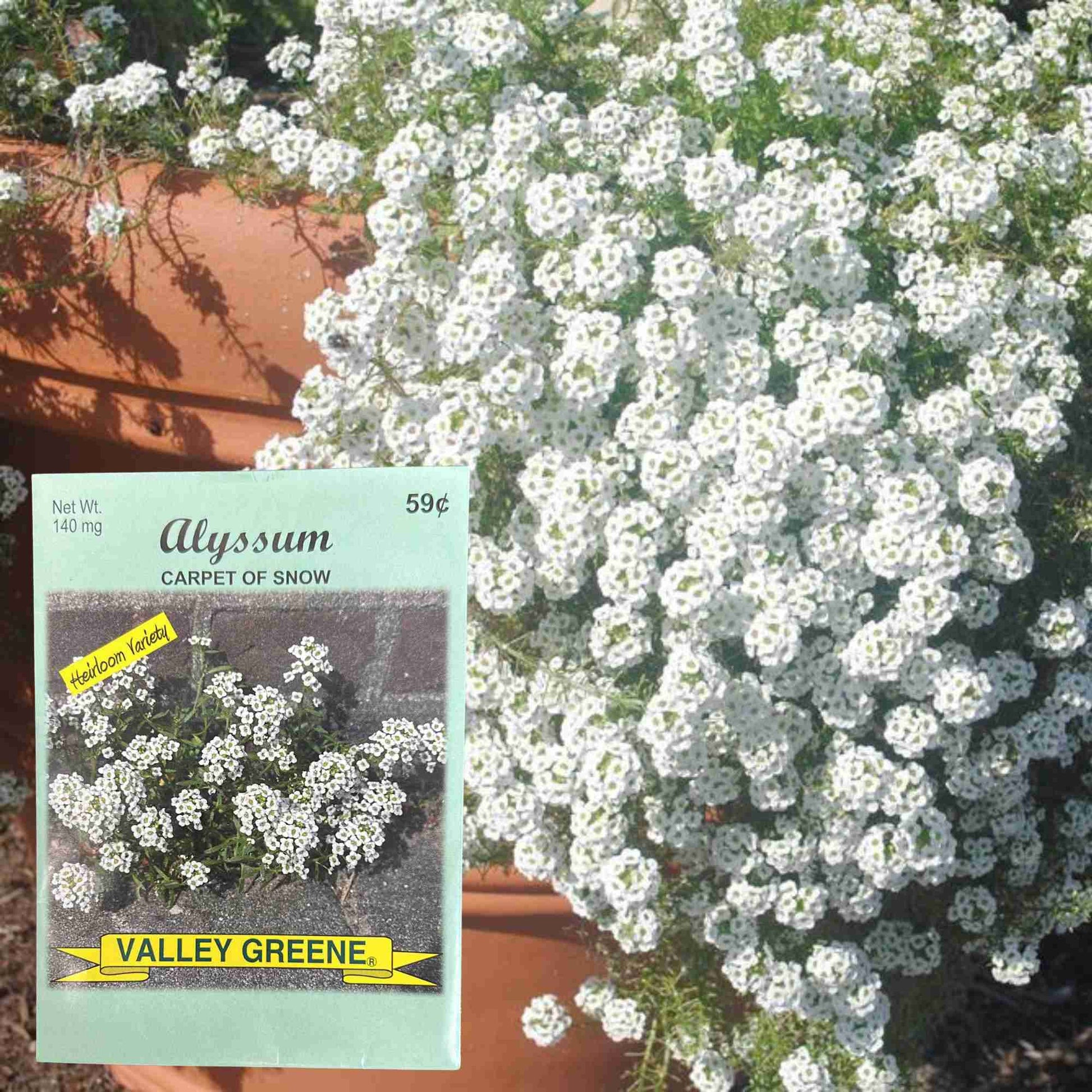 Valley Greene 140mg Alyssum Carpet of Snow Seeds 