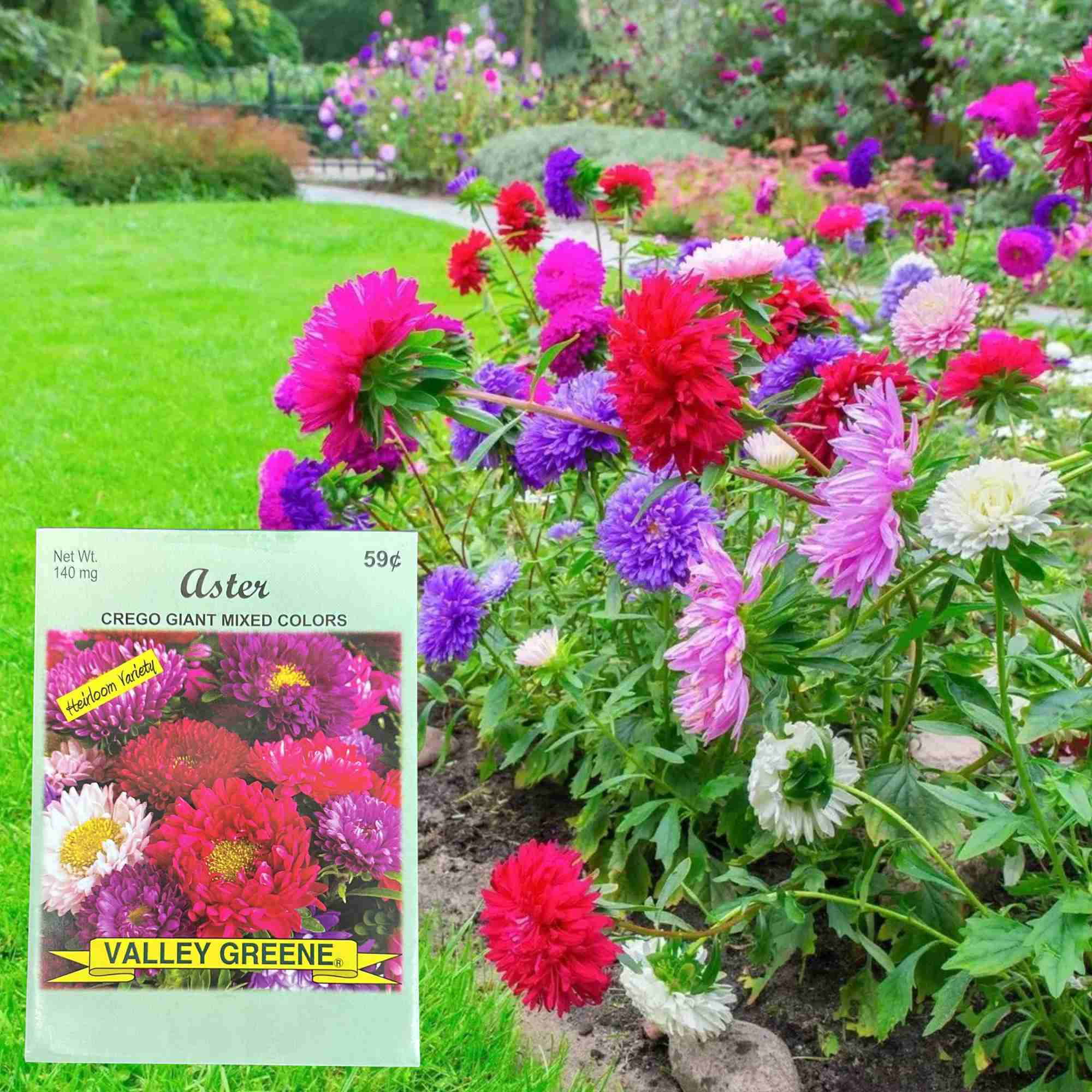 Valley Greene 140mg Aster Crego Giant Mixed Colors: 2 Pack Seeds product detail image