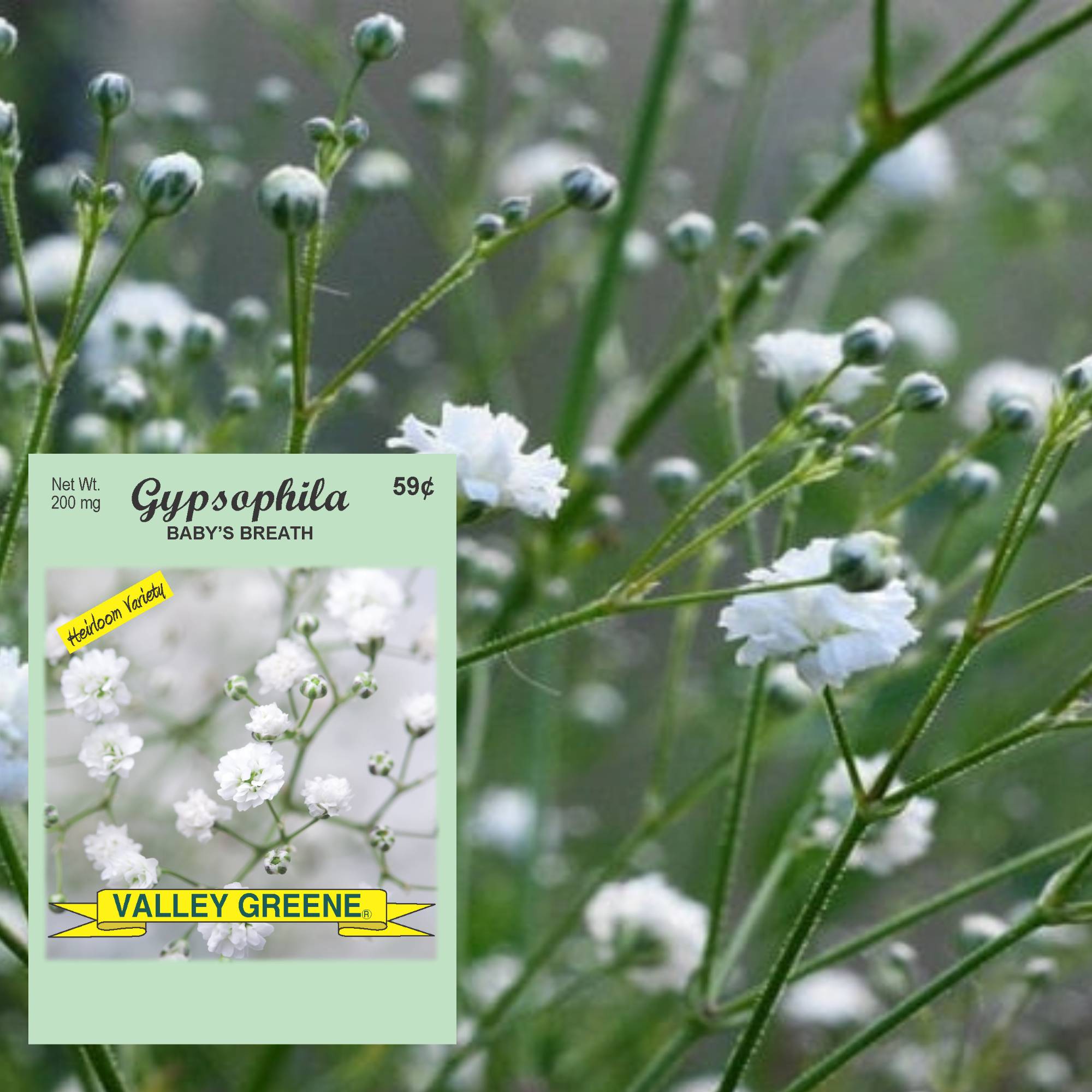 Valley Greene 200mg Gypsophila Baby's Breath Seeds: 2 Pack product detail image