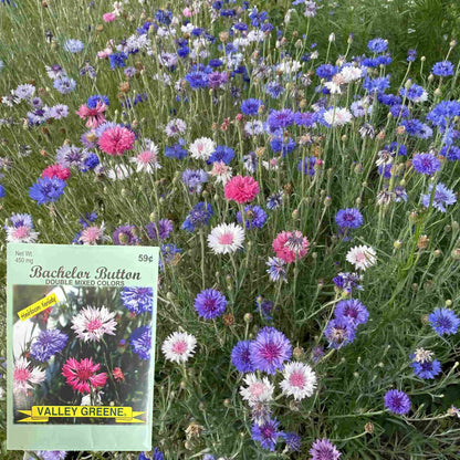 Valley Greene  Bachelor Button Seeds