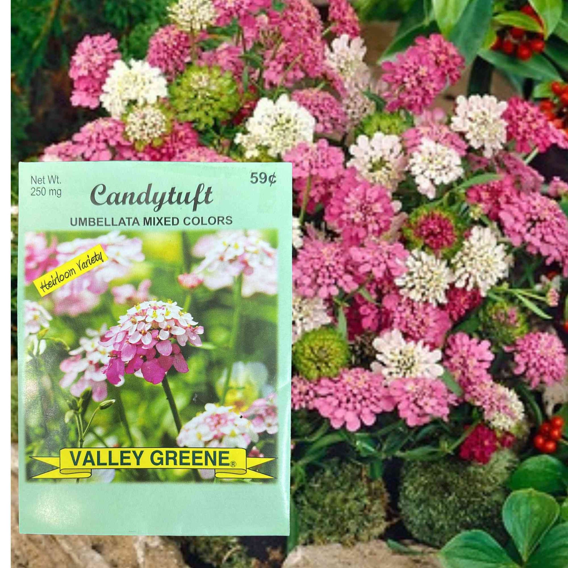 Valley Greene 250mg Candytuft Umbellata Mixed Colors Seeds