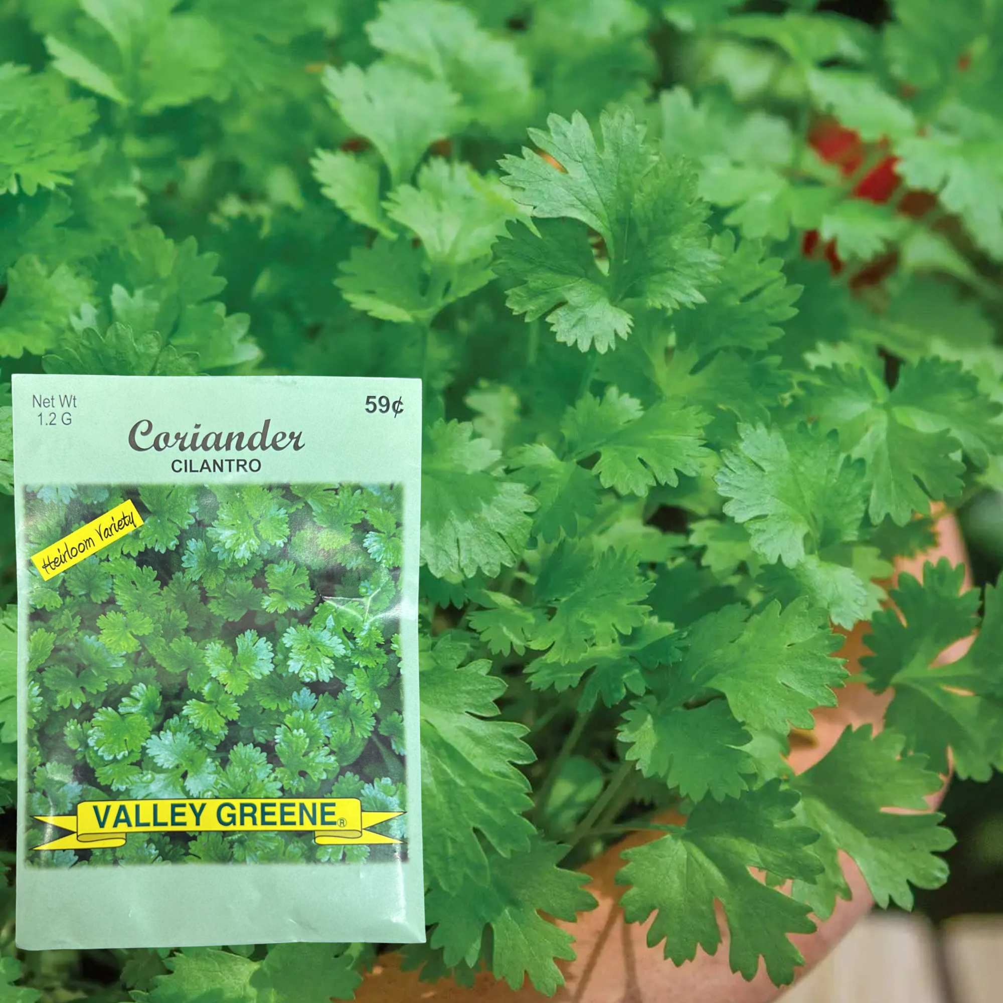 Valley Greene 1.2g Coriander Seeds – Cilantro: 2 Pack product detail image