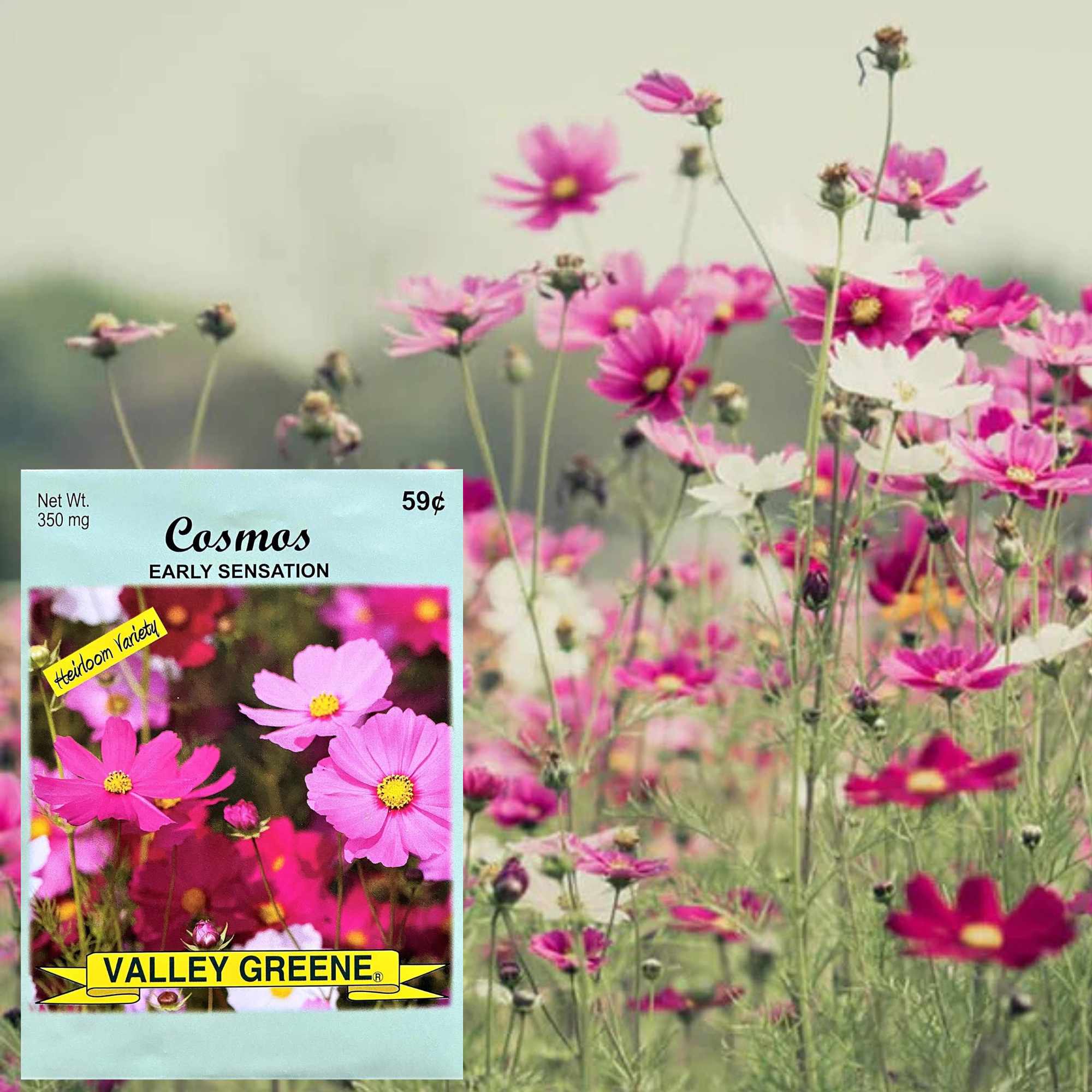 Valley Greene 350mg Cosmos Seeds – Early Sensation: 2 Pack product detail image