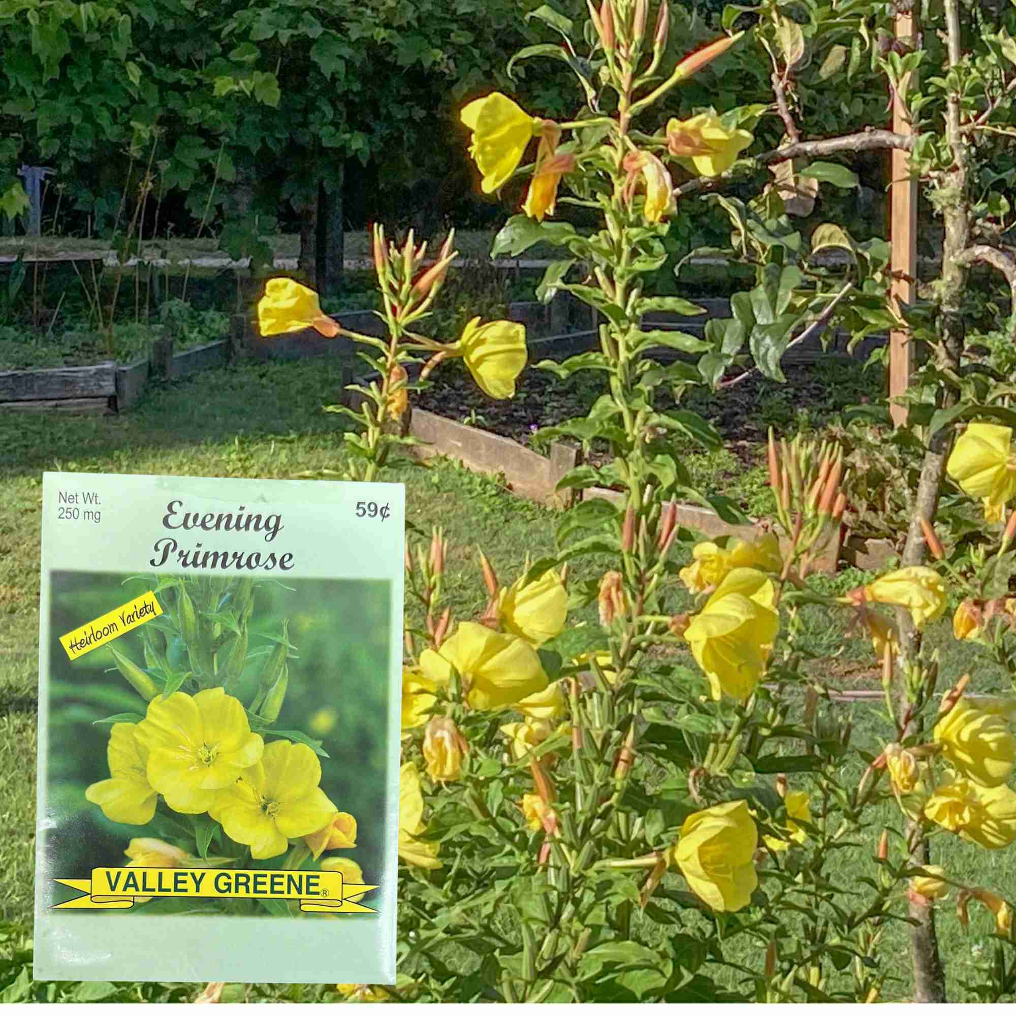 Valley Greene 250mg Evening Primrose Seeds: 2 Pack product detail image