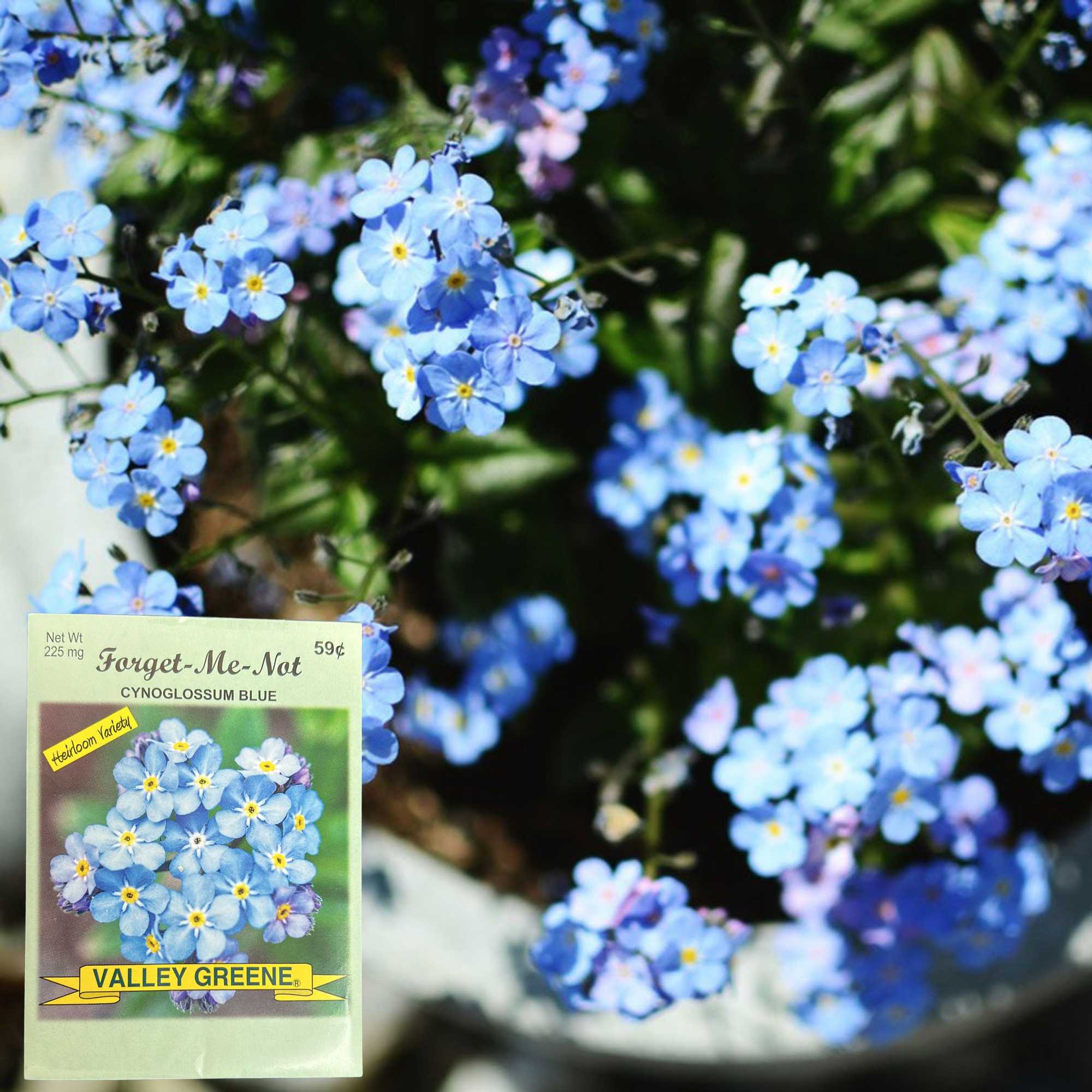 Valley Greene 225mg Forget Me Not Blue Flower Seeds: 2 Pack product detail image