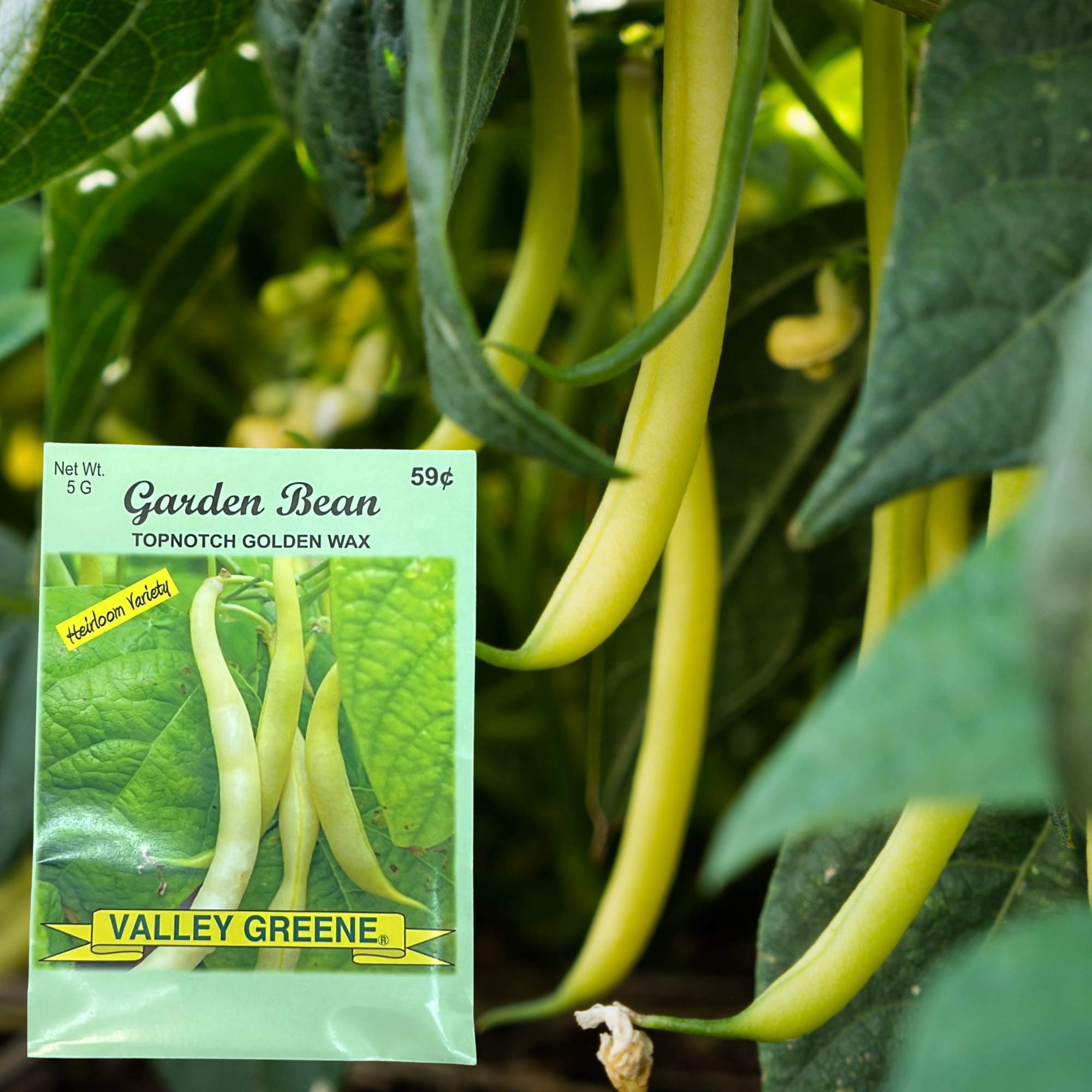 Valley Greene 5g Garden Bean Topnotch Golden Wax Seeds: 2 Pack product detail image