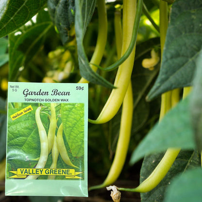 Valley Greene 5g Garden Bean Topnotch Golden Wax Seeds